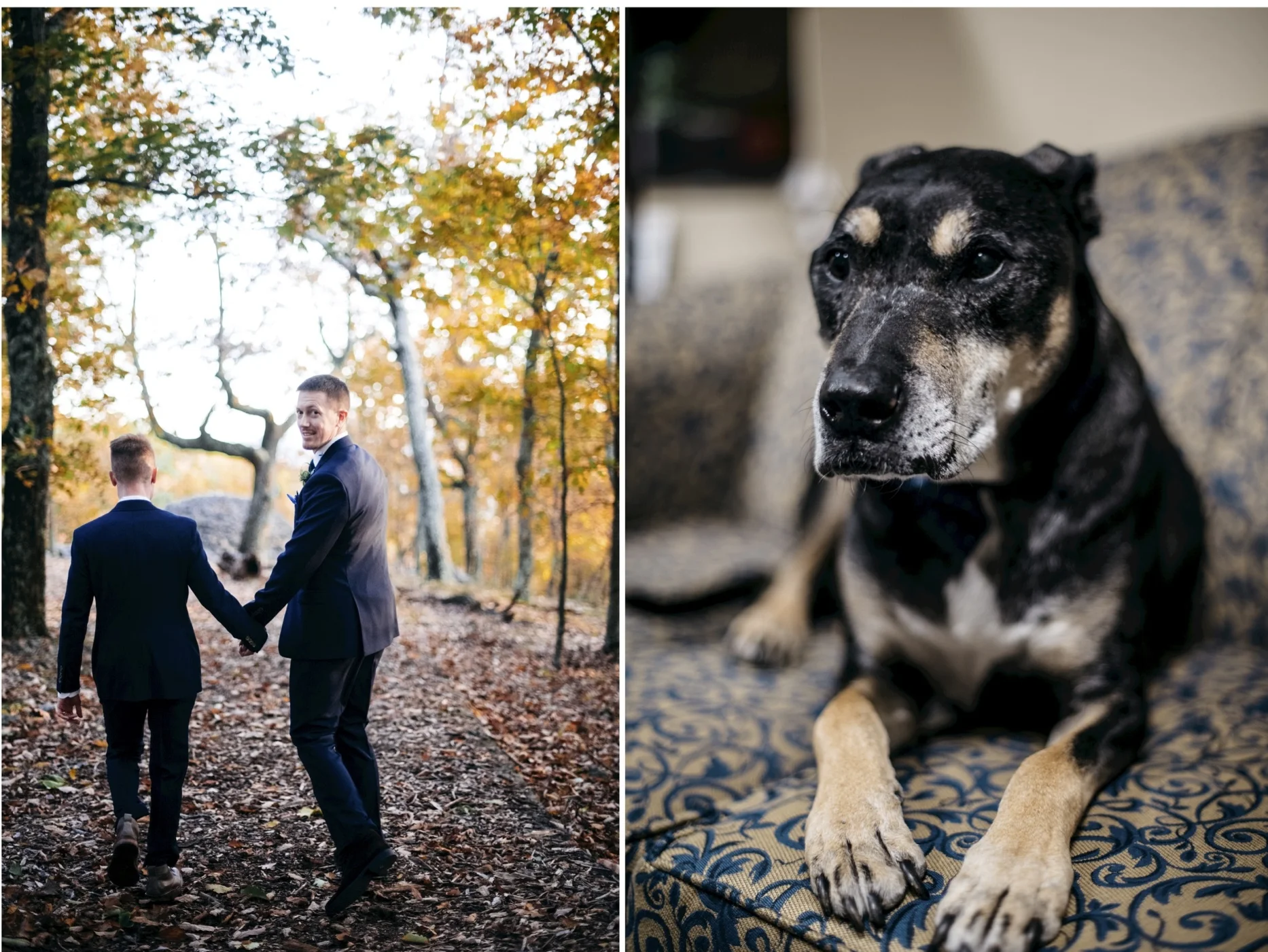 nashville wedding fall dog.jpg