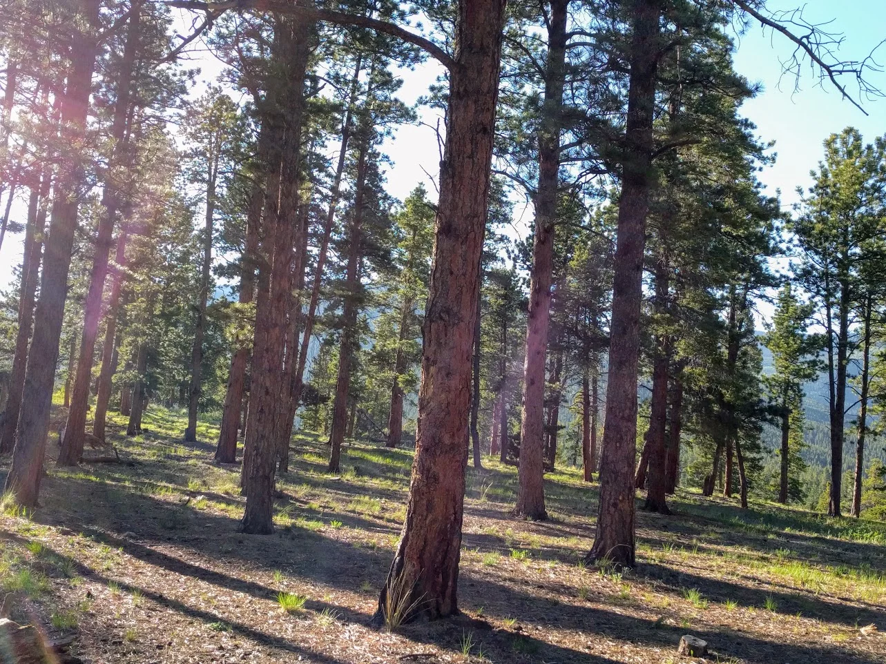 trees.jpg