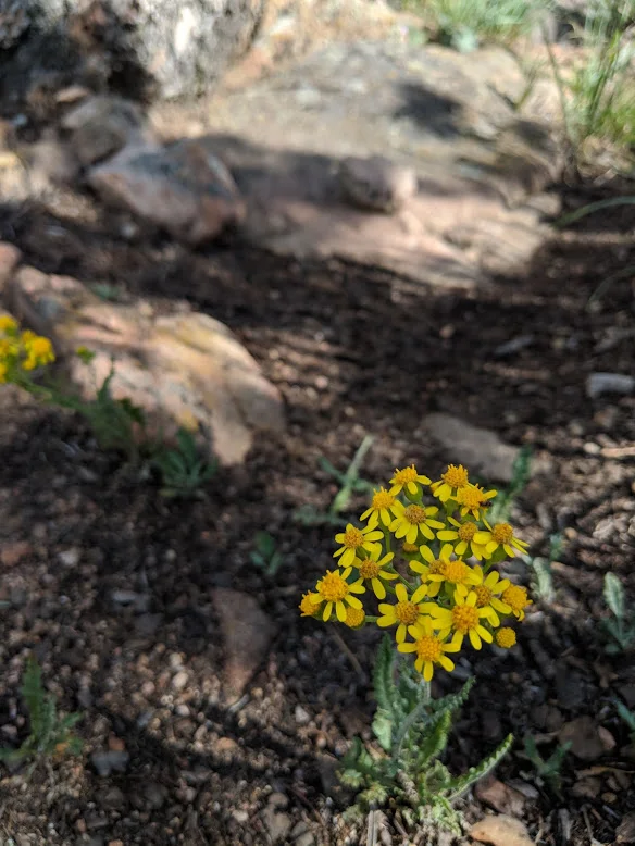 flowers2.jpg