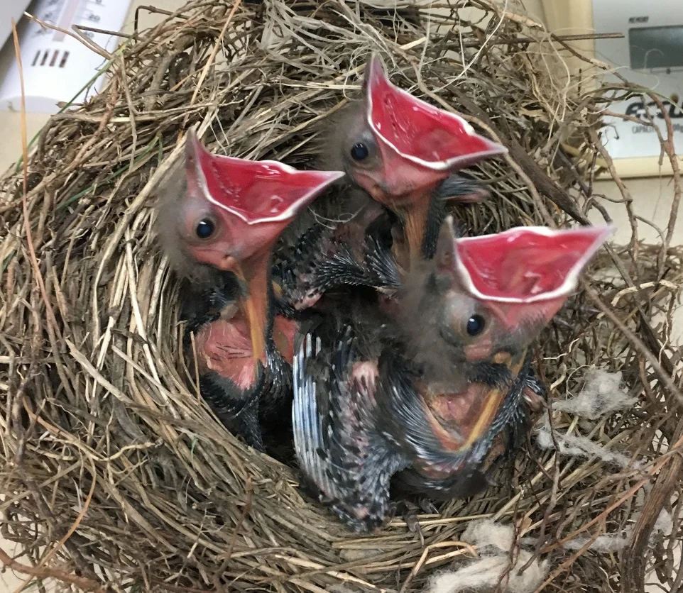 animal rescue near me wildlife