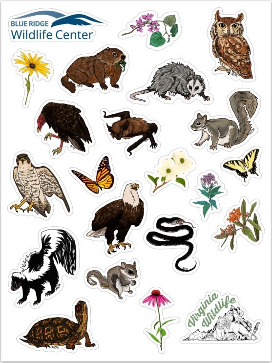 BRWC Sticker Sheet — Blue Ridge Wildlife Center