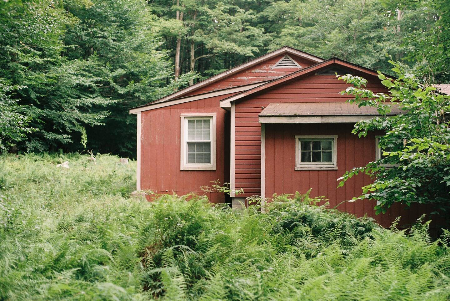 The Cabin and Gryff #35mm