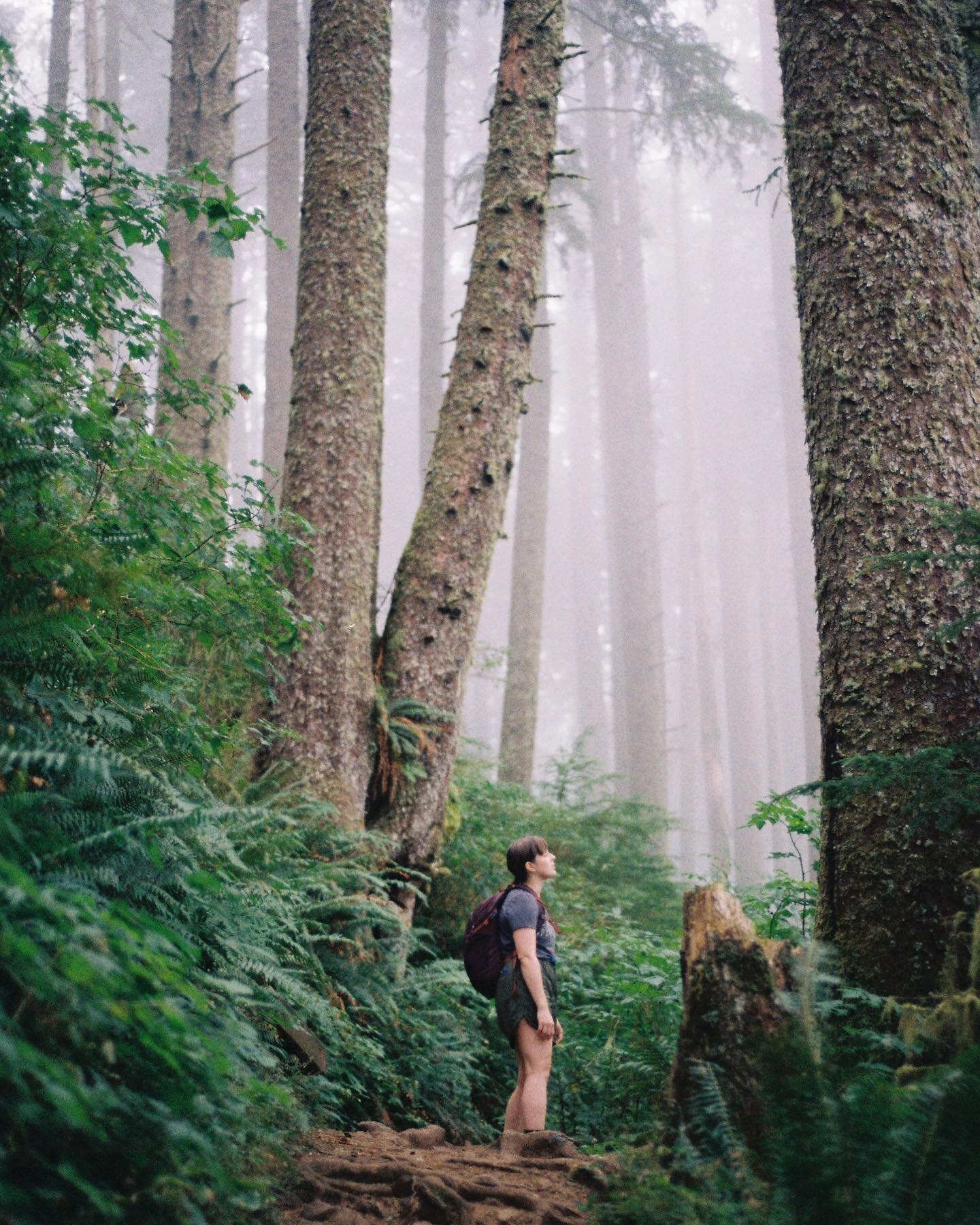 Trees have an uncanny way of inspiring awe #35mm #trees #oregon