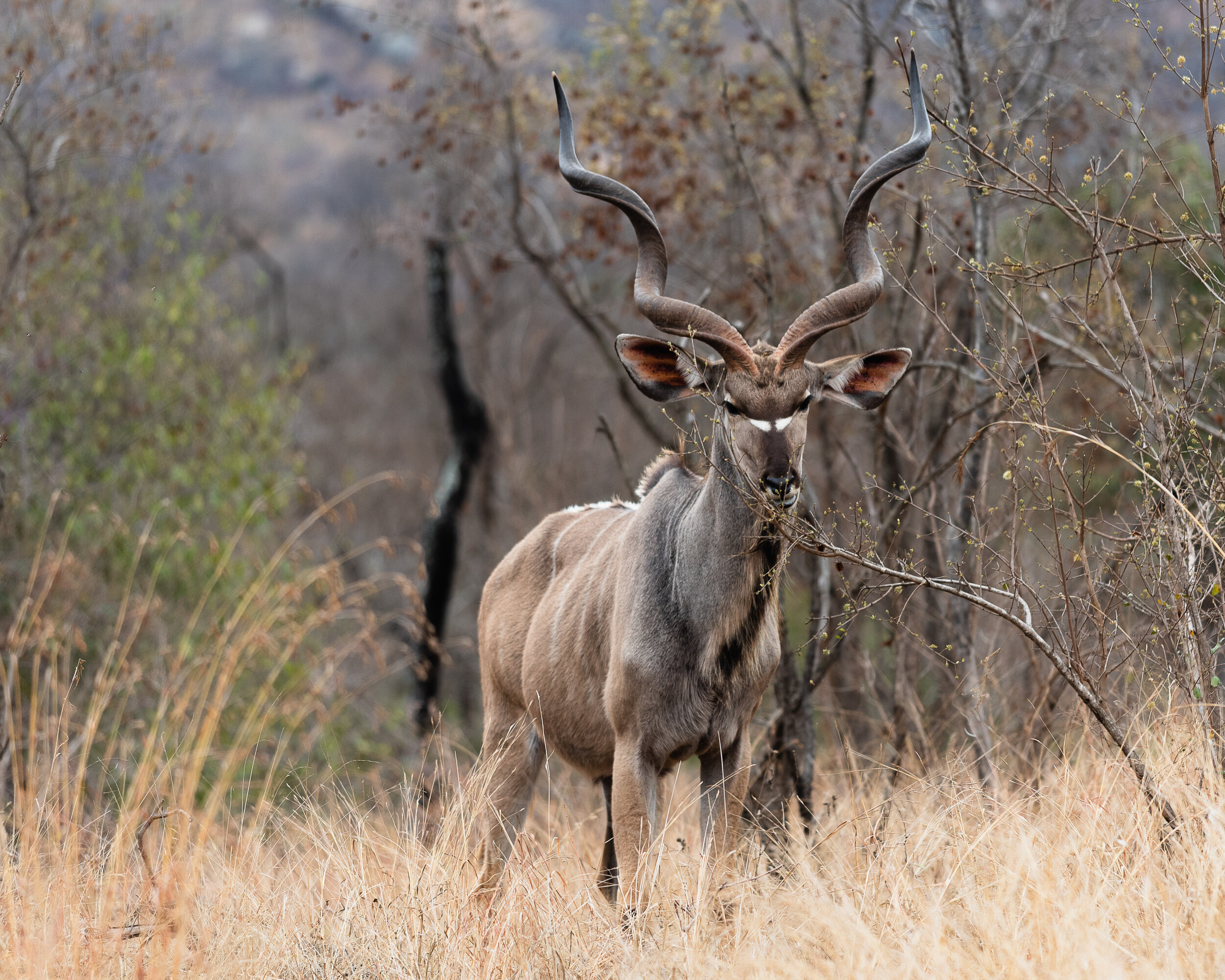 Kruger National Park Pt. 2
