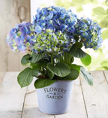 Blooming Hydrangea Plant