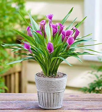 Blooming Calla Lily Plant