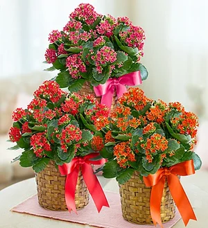 Kalanchoe Plant  RUTH'S HOUSE FLOWERS