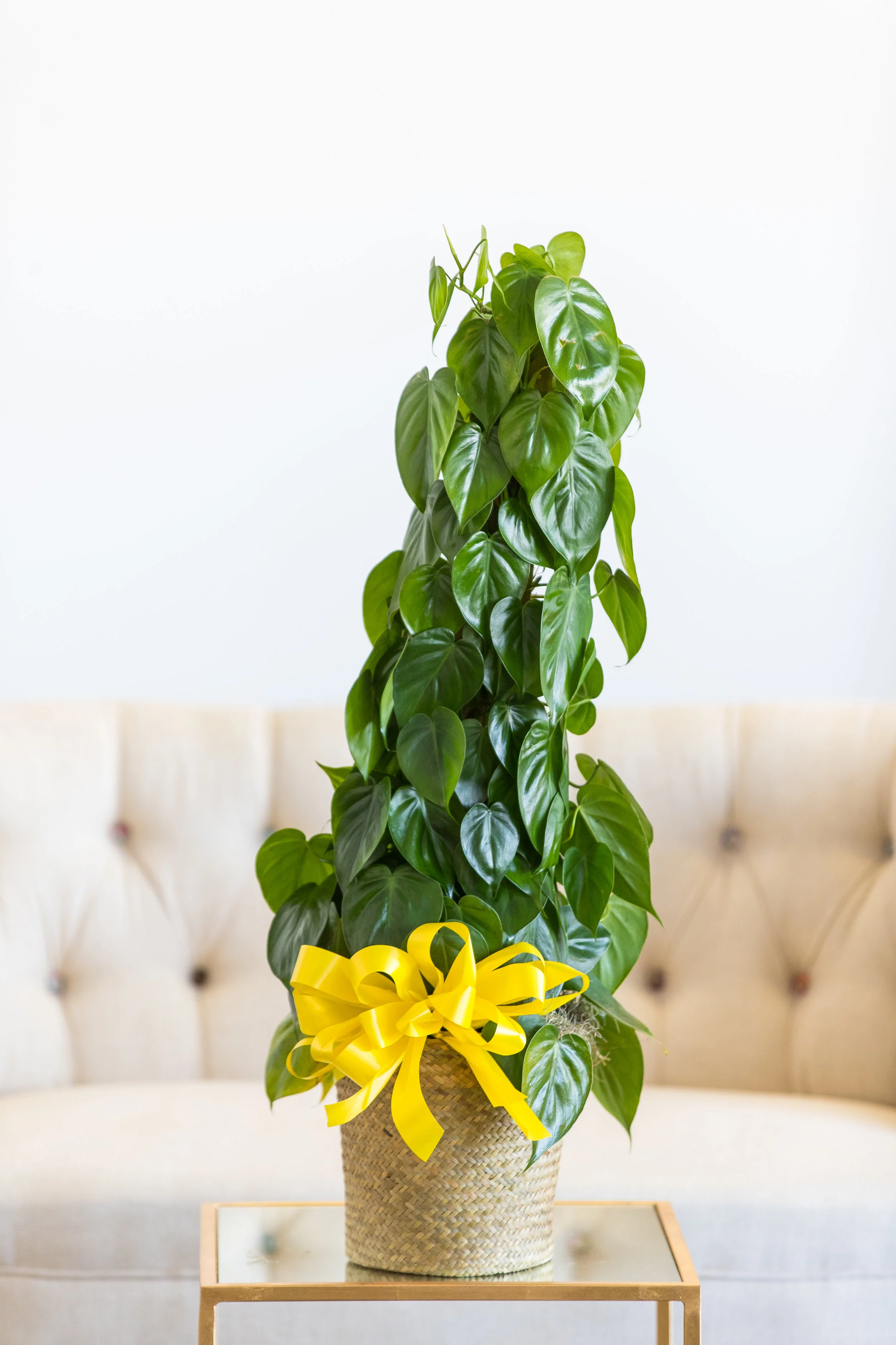 Pothos Pole Plant