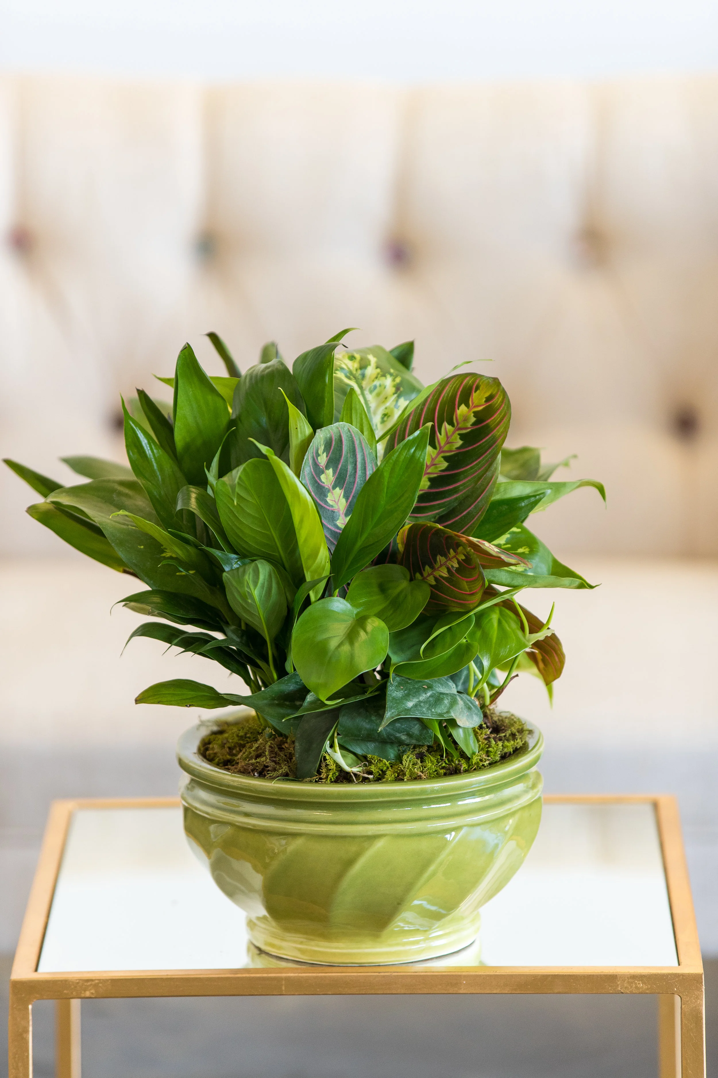 Vibrant Dish Garden - Medium