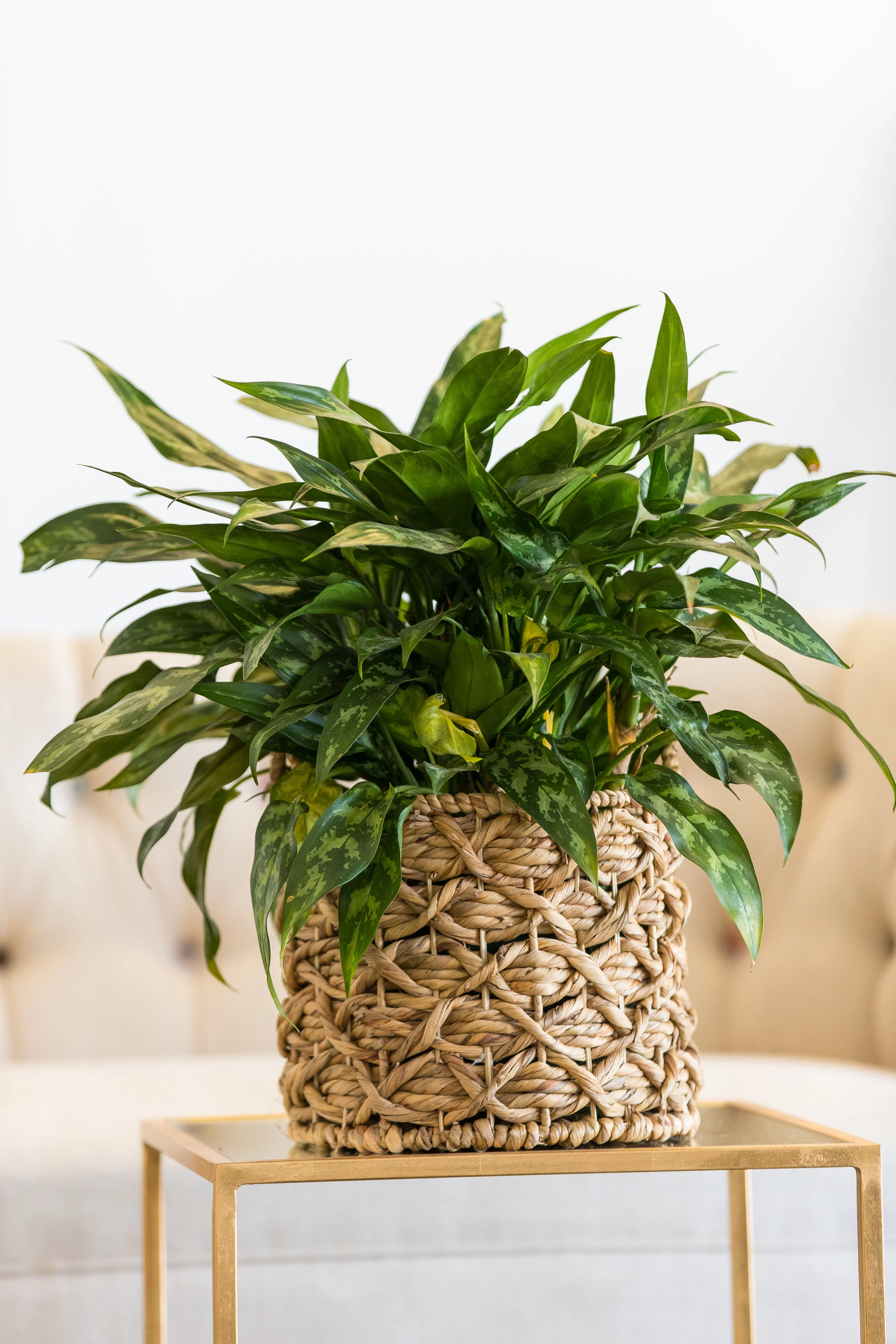 Spathiphyllum Plant