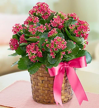 Kalanchoe Plant  RUTH'S HOUSE FLOWERS