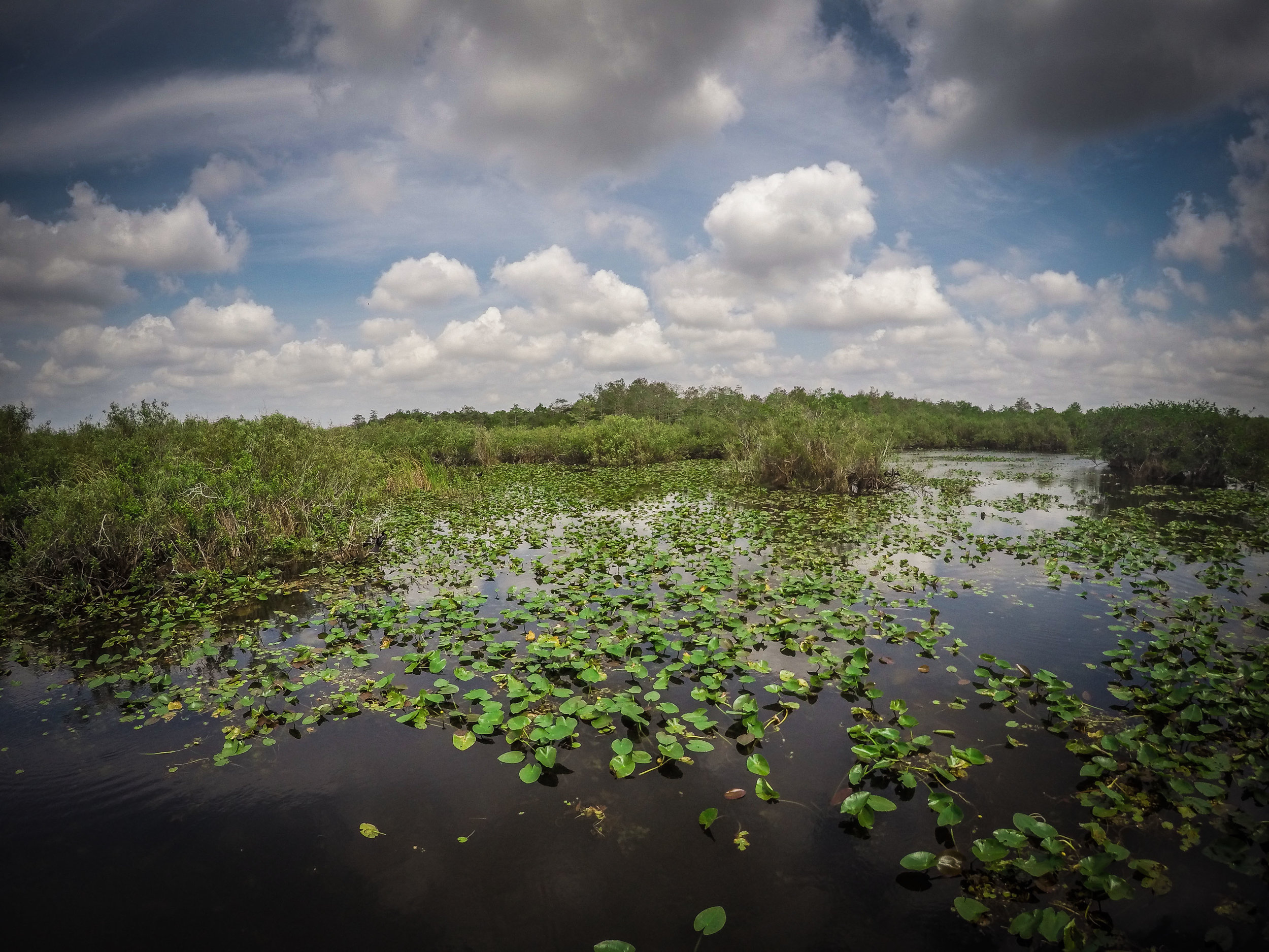 everglades_reizen_met_kinderen_Anhinga_Trail_Florida_Royal Palm Visitor Center-3.jpg