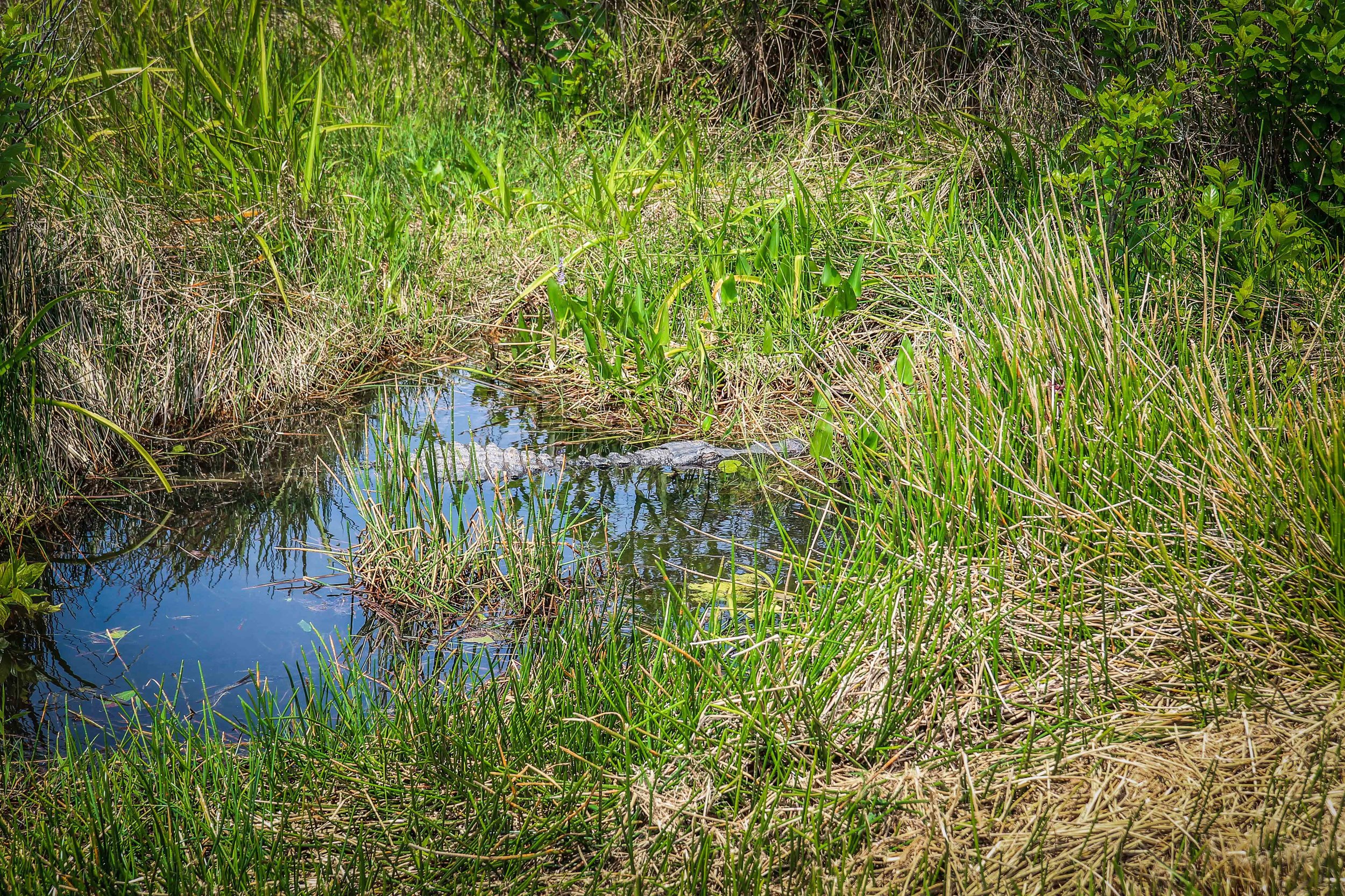 everglades_reizen_met_kinderen_Anhinga_Trail_Florida_Royal Palm Visitor Center-26.jpg