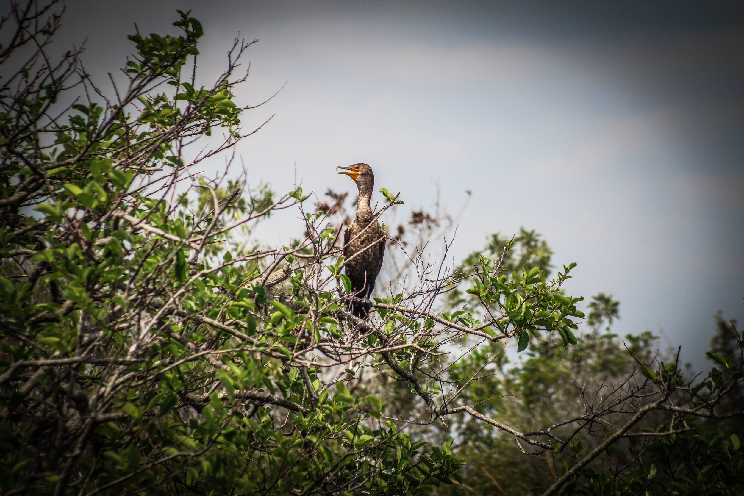 everglades_reizen_met_kinderen_Anhinga_Trail_Florida_Royal Palm Visitor Center-34.jpg