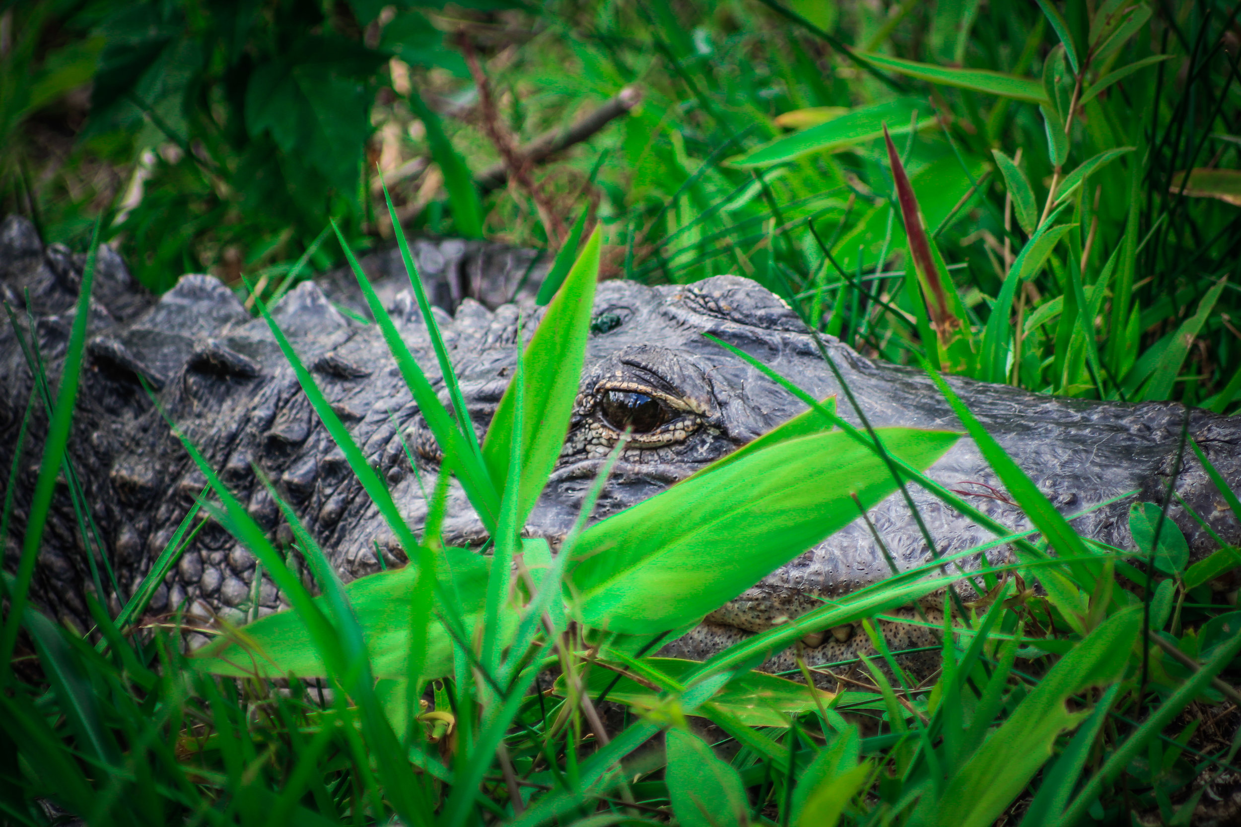 everglades_reizen_met_kinderen_Shark_Valley_Florida_Fietsen-15.jpg