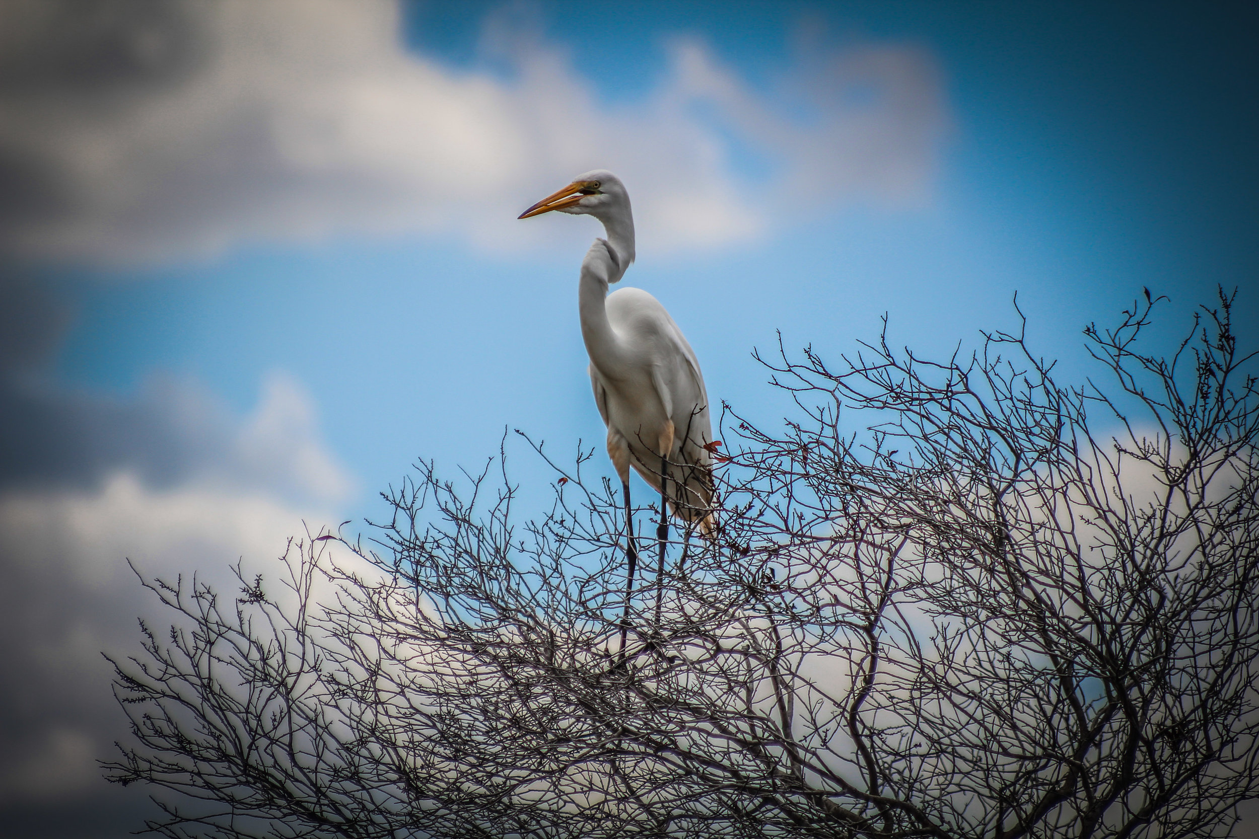 everglades_reizen_met_kinderen_Shark_Valley_Florida_Fietsen-18.jpg