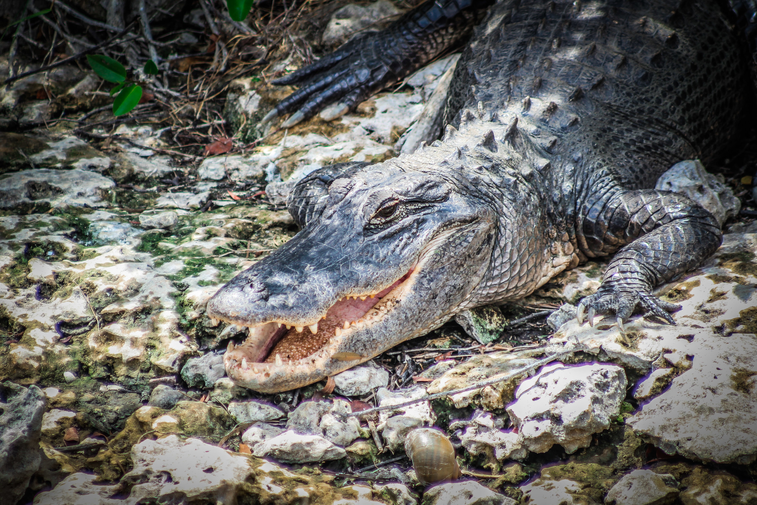 everglades_reizen_met_kinderen_Shark_Valley_Florida_Fietsen-23.jpg