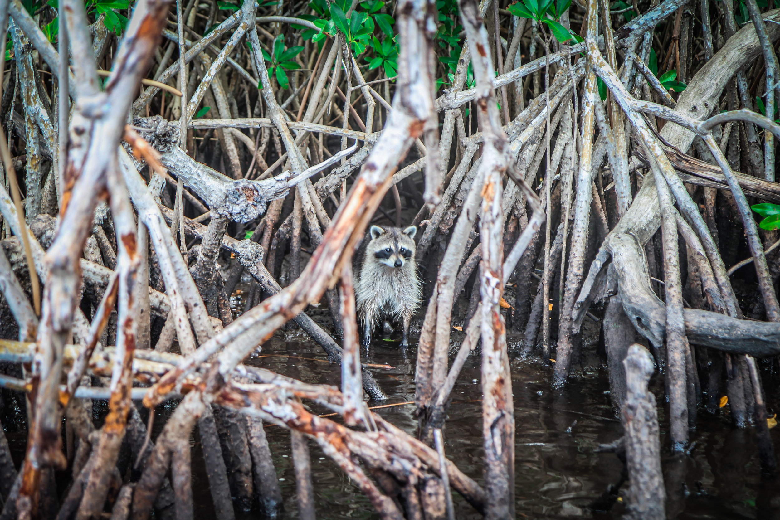 everglades_reizen_met_kinderen_airboat-7.jpg