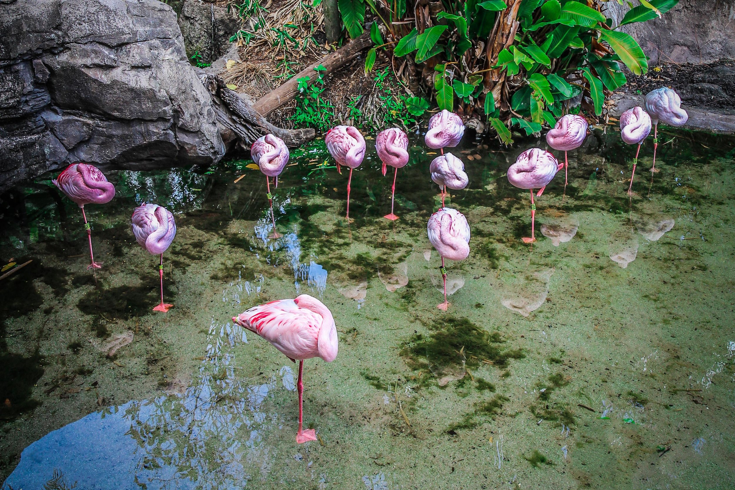 Animal_kingdom_orlando_reizen_met_kinderen-37.jpg