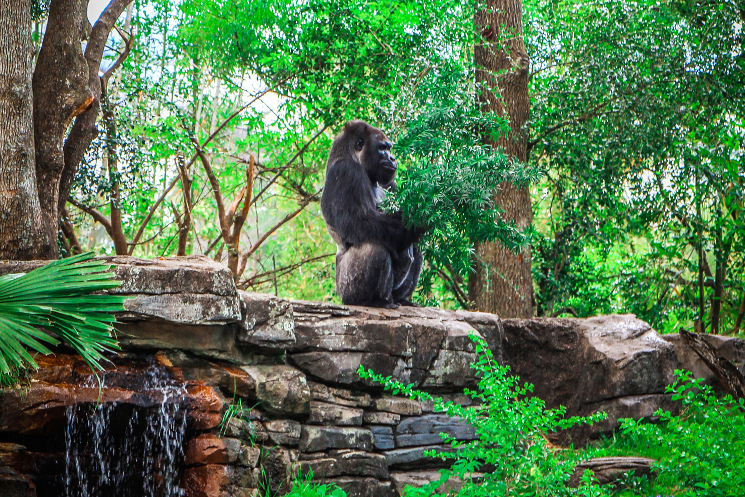 Animal_kingdom_orlando_reizen_met_kinderen-40.jpg