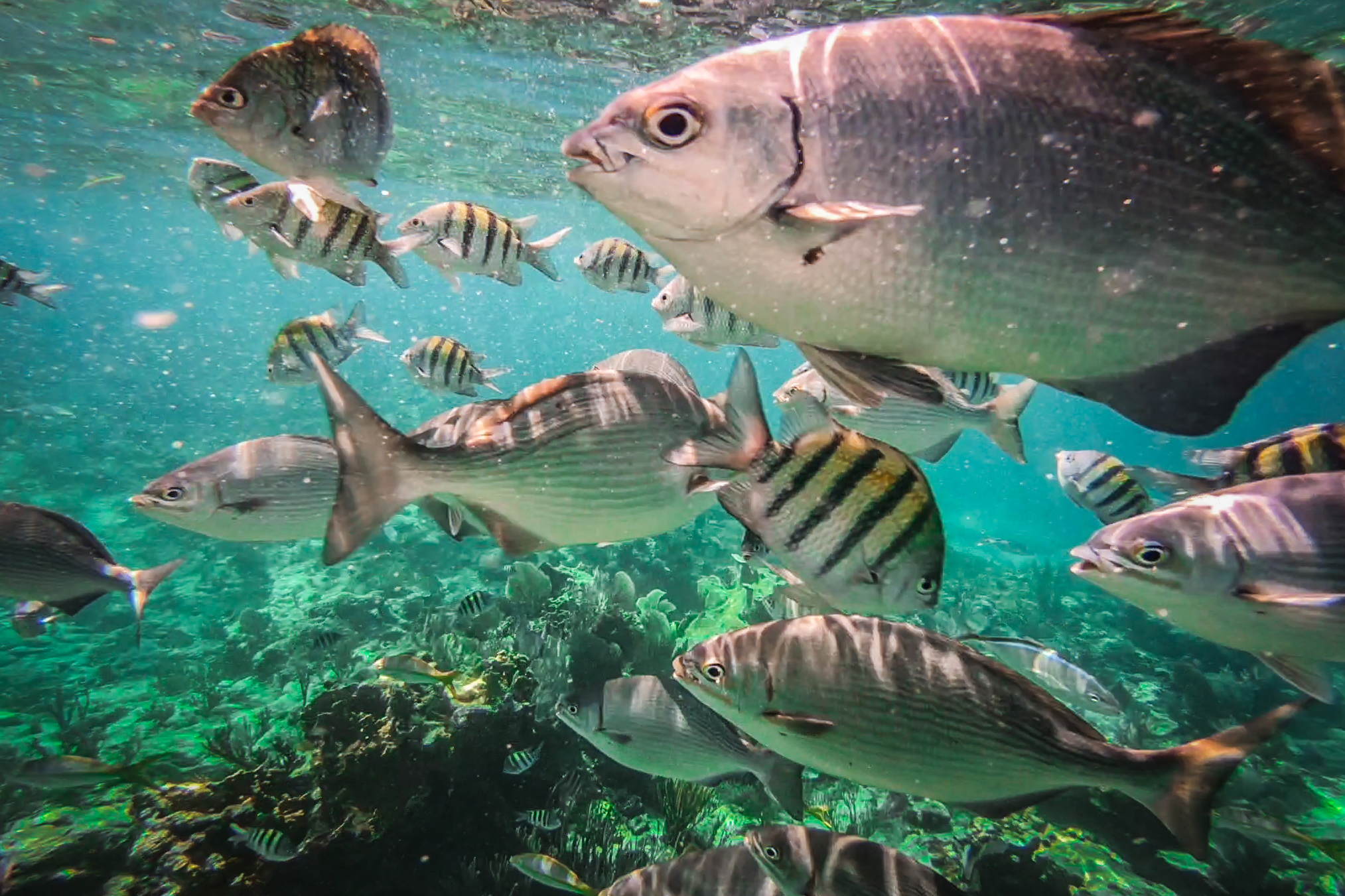 Snorkelen_Reizen_met_kinderen_cuba-21.JPG