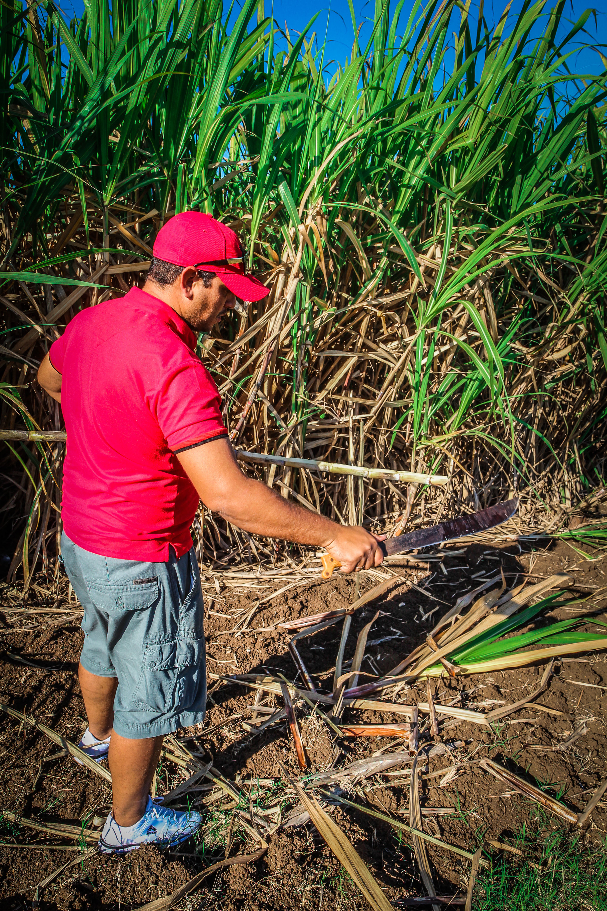 Vers suikerriet eten langs de weg -Onderweg naar Trinidad cuba 