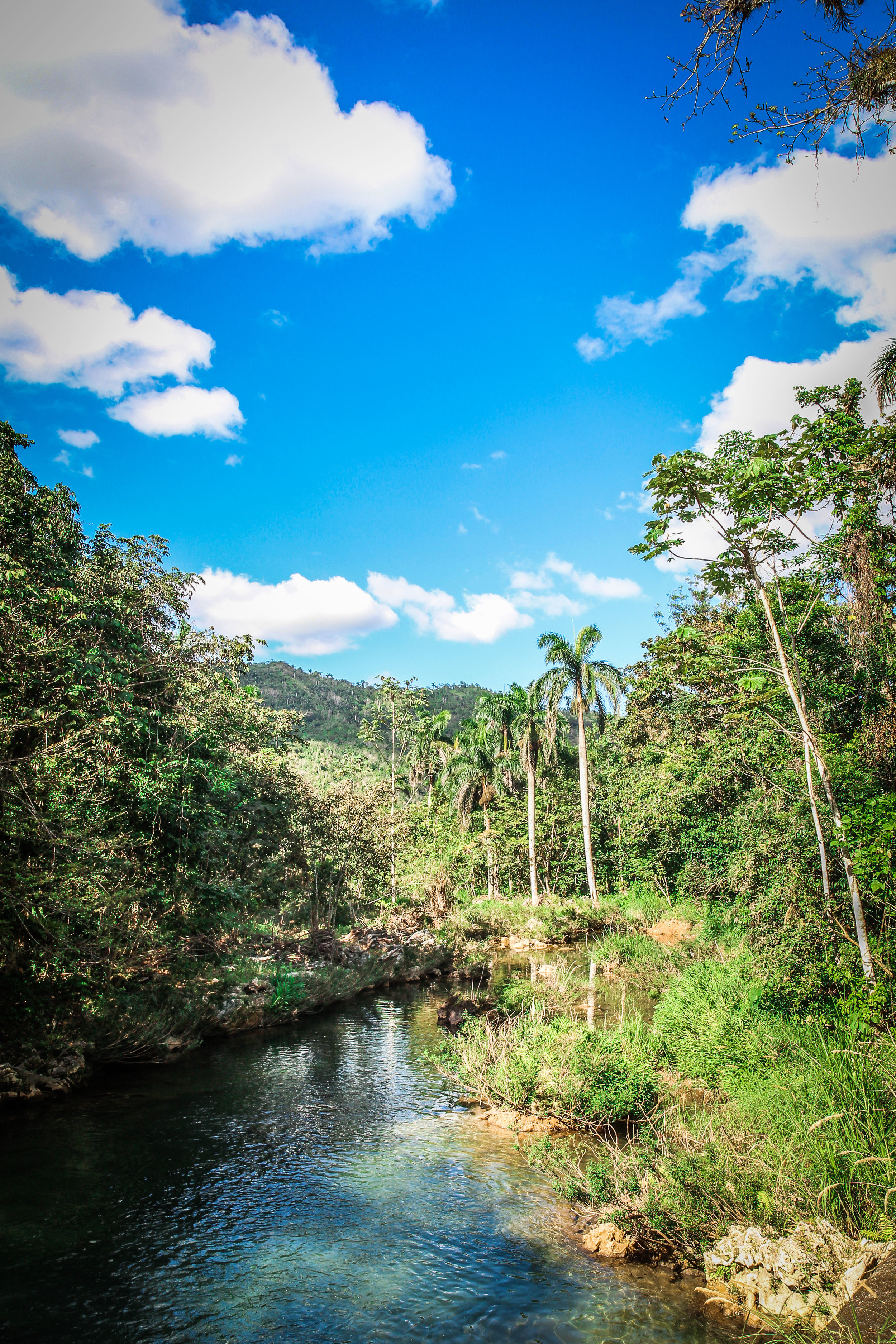 Natuur cuba - el nicho