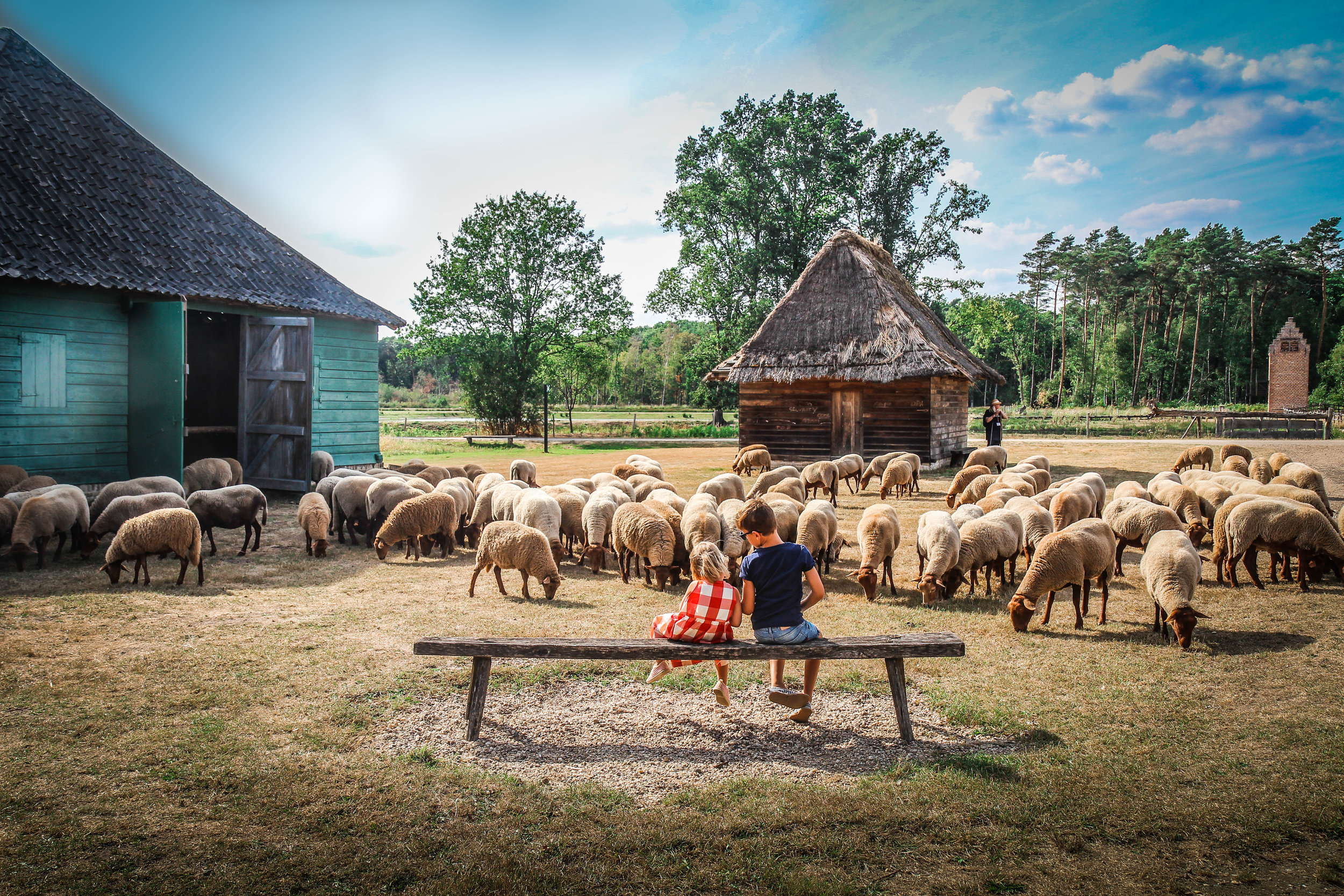 Bokrijk - Schaapjes herder hoeden