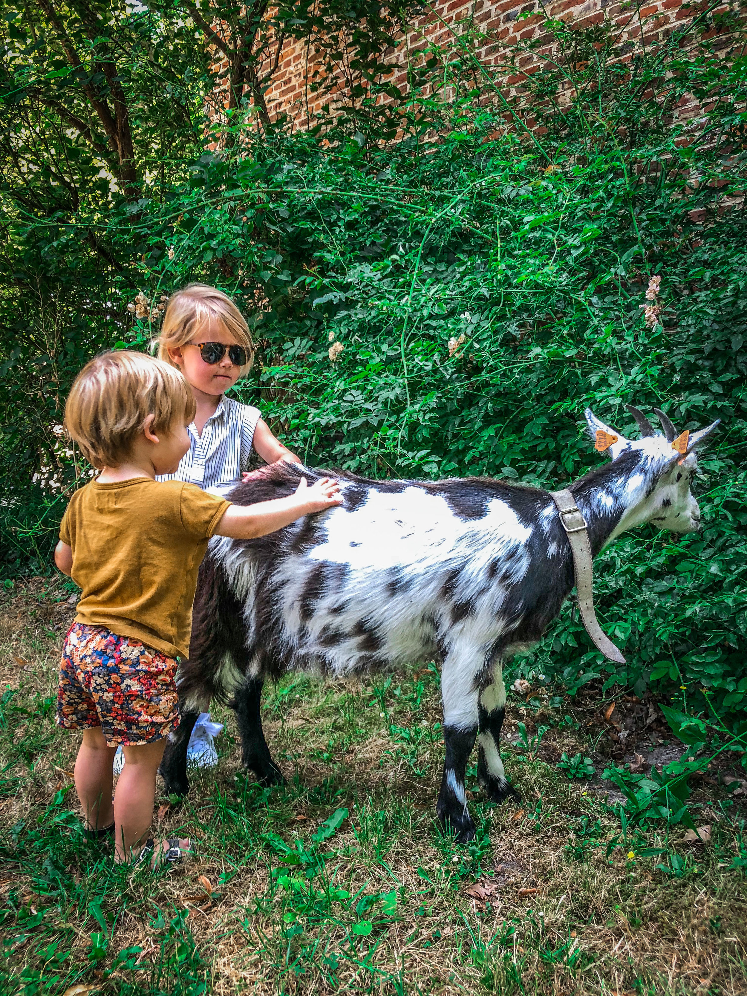 Bokrijk - dieren dag uitstap