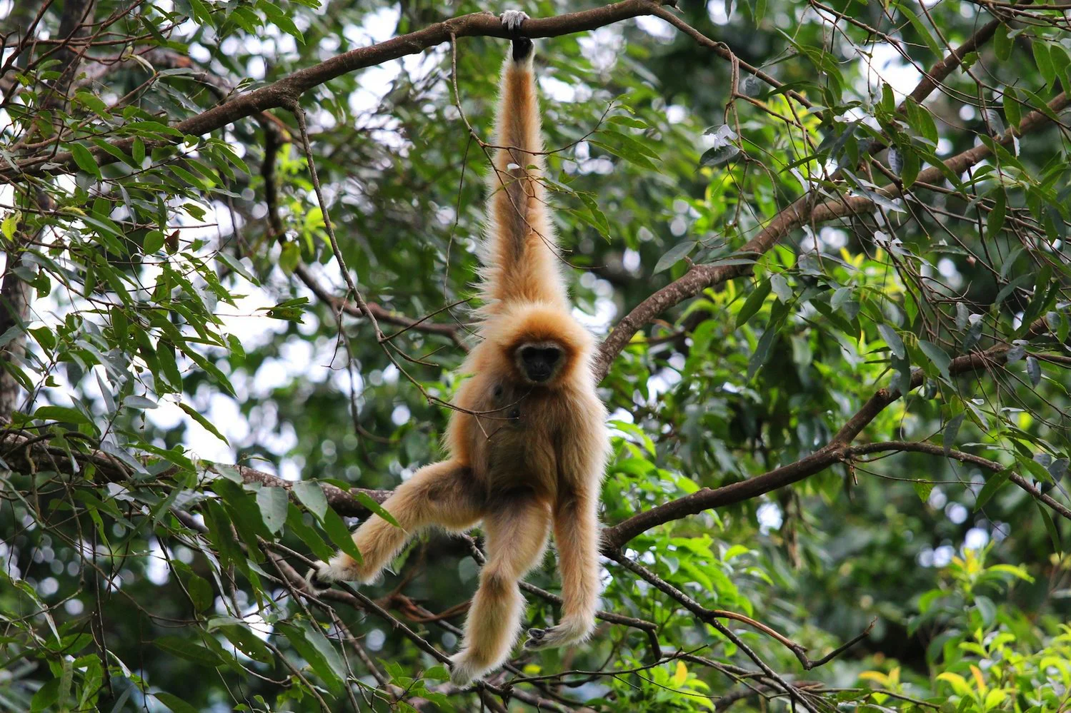 flightofthegibbon4.jpg
