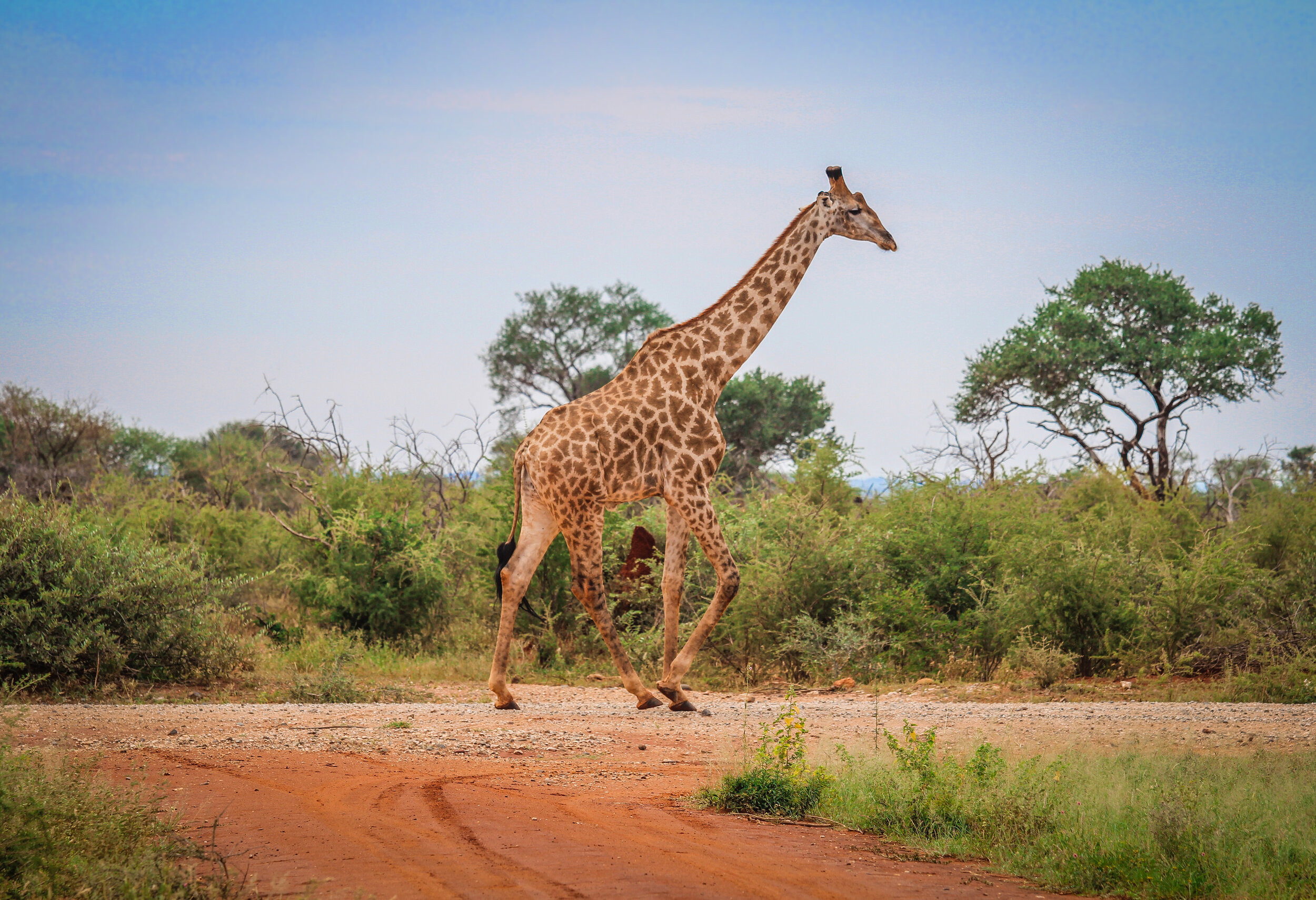 withkidsontheroad_Madikwe Game Reserve---14.JPG