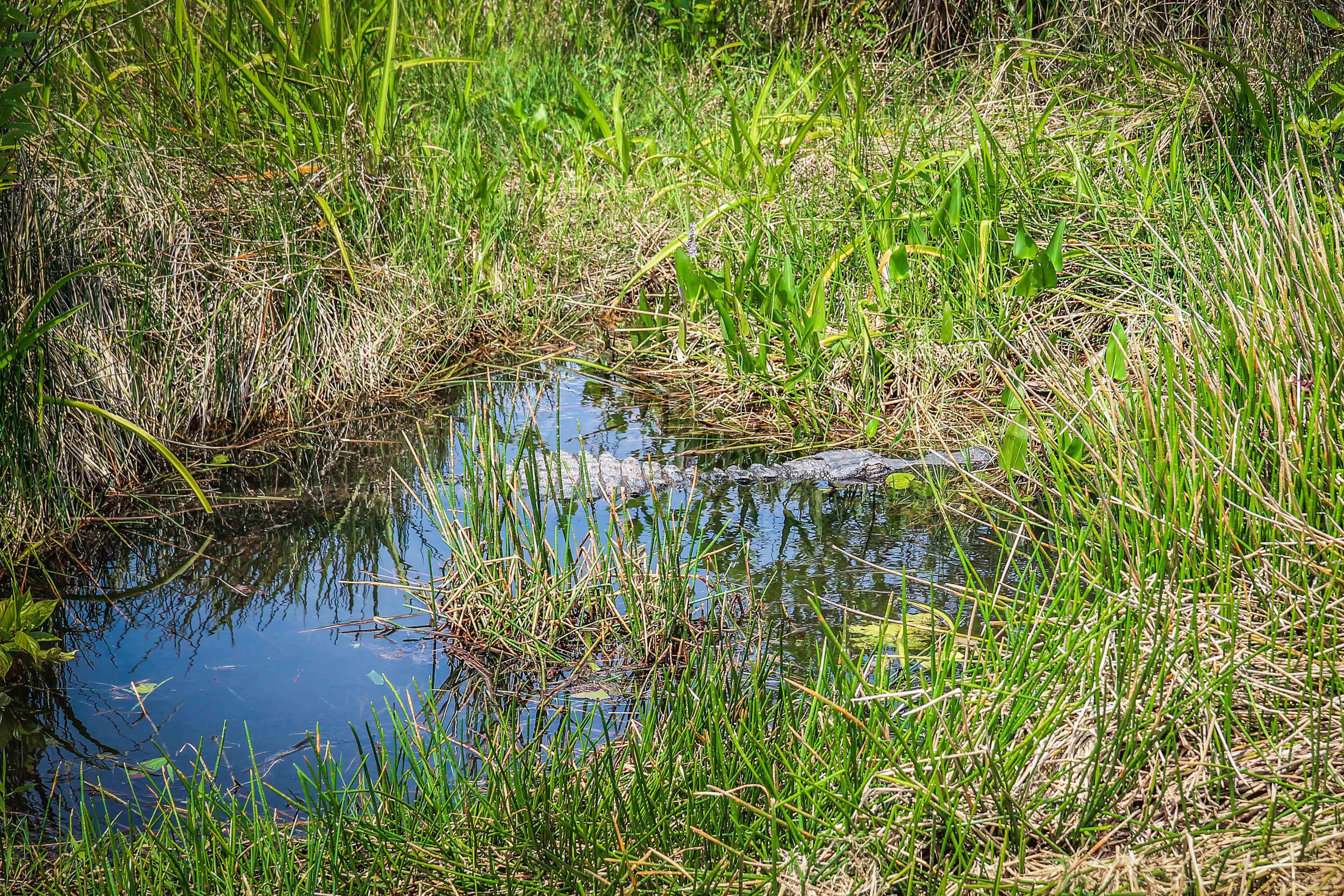 everglades_reizen_met_kinderen_Anhinga_Trail_Florida_Royal Palm Visitor Center-26.jpg