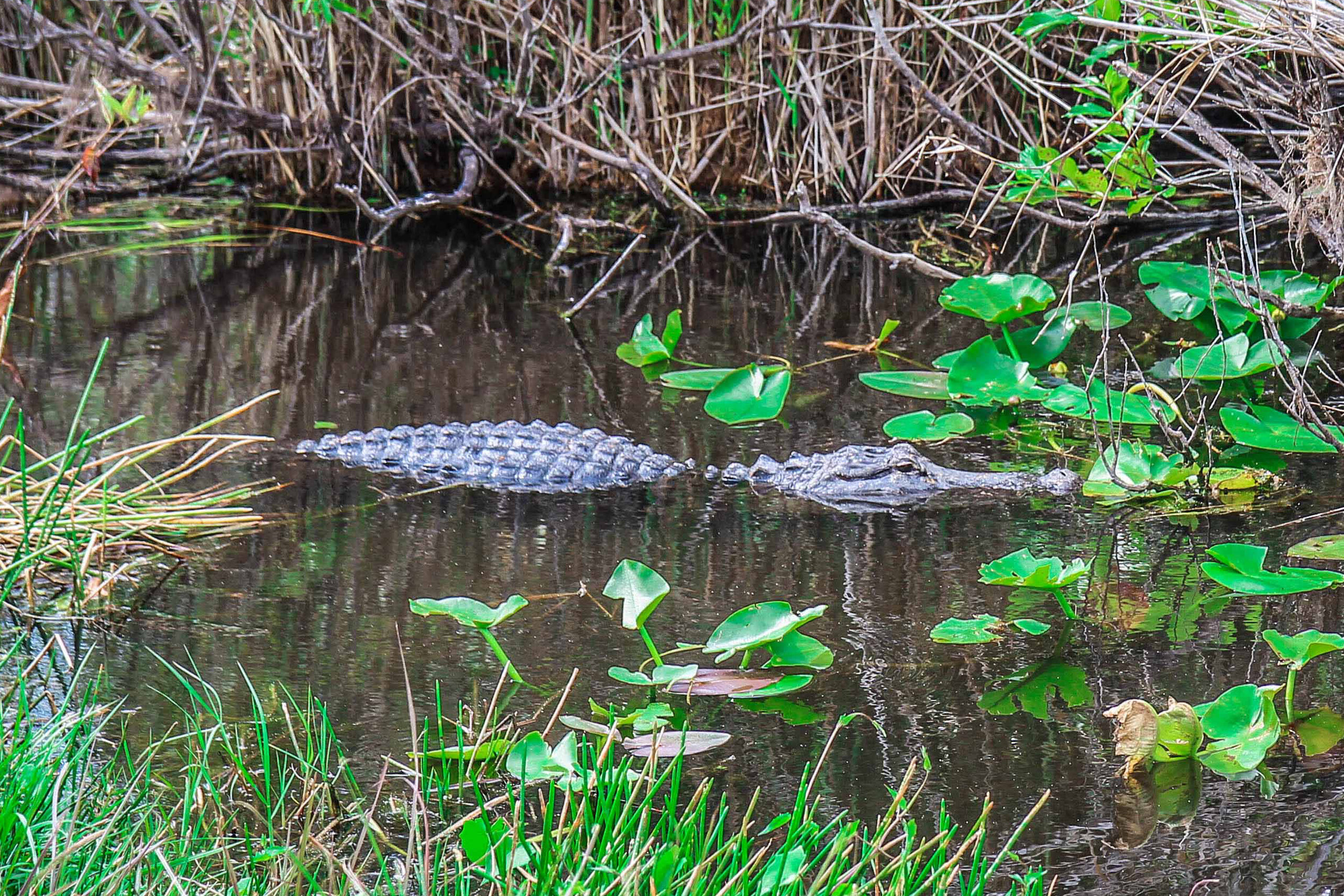 everglades_reizen_met_kinderen_Anhinga_Trail_Florida_Royal Palm Visitor Center-45.jpg