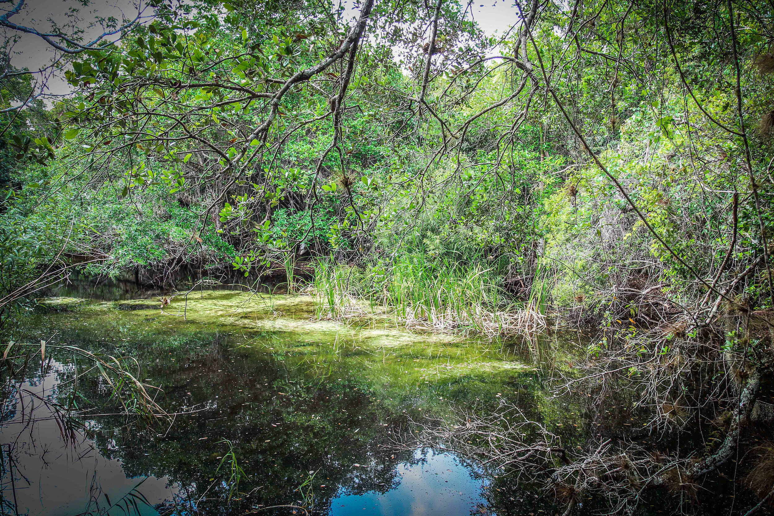 everglades_reizen_met_kinderen_Anhinga_Trail_Florida_Royal Palm Visitor Center-55.jpg