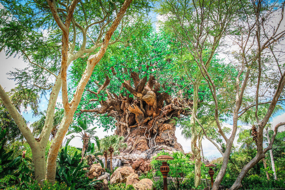 Animal_kingdom_orlando_reizen_met_kinderen-32.jpg