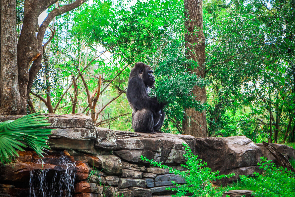 Animal_kingdom_orlando_reizen_met_kinderen-40.jpg