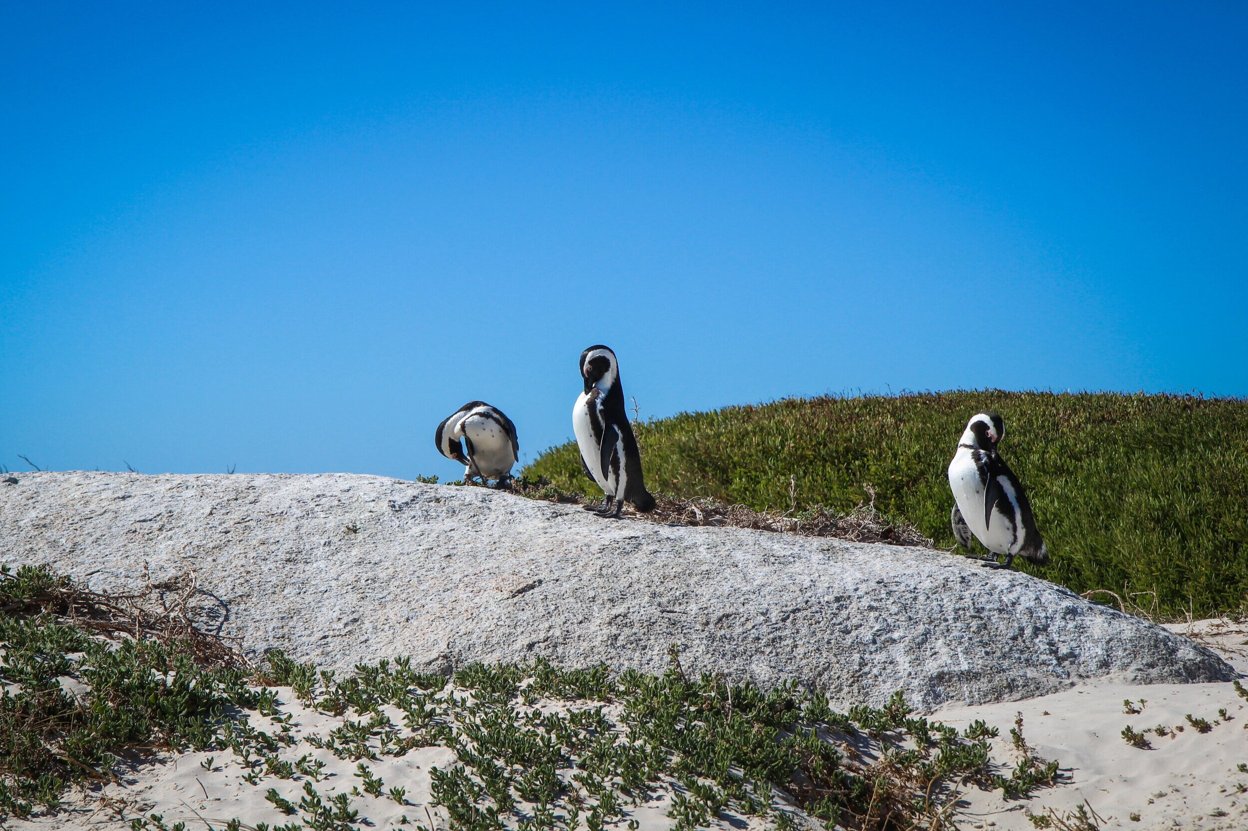 ZuidAfrika_Reizenmetkinderen_muizenberg-15.jpg