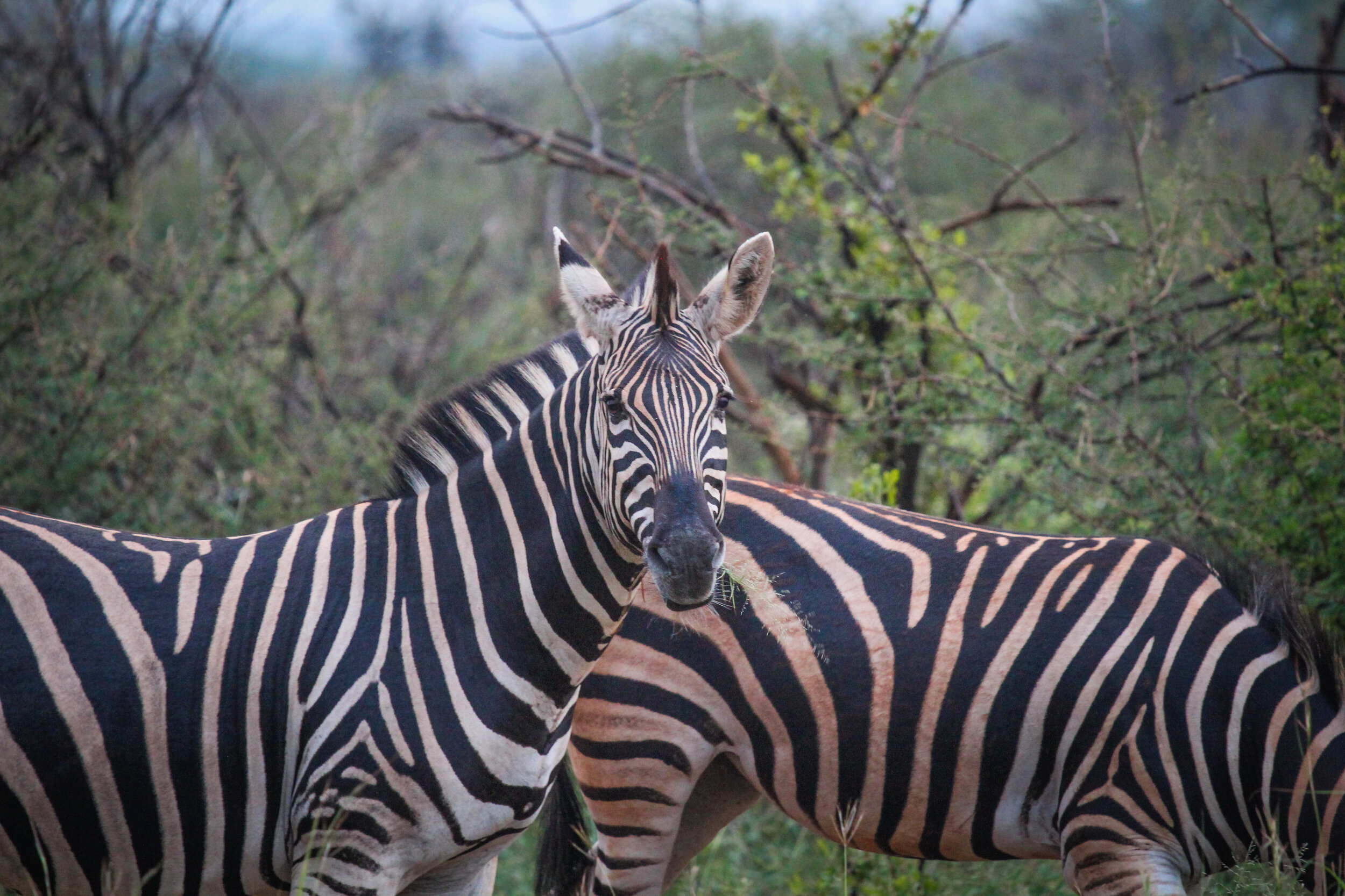 Madikwe_gamedrive-7.jpg