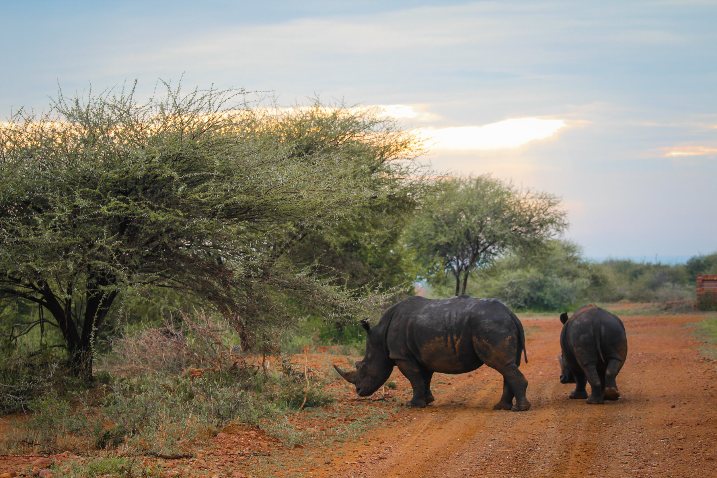 Madikwe_gamedrive-44.jpg