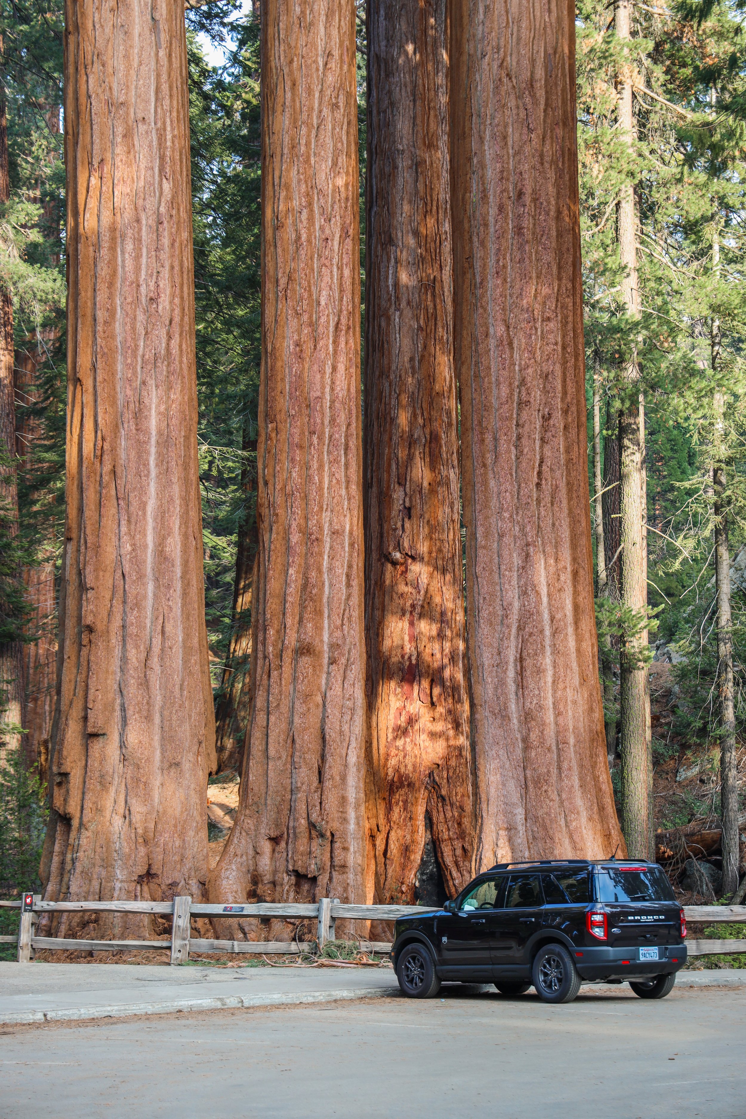 reizen naar West Kust USA - General Grant Tree sequoia Grant Grove-13.jpg