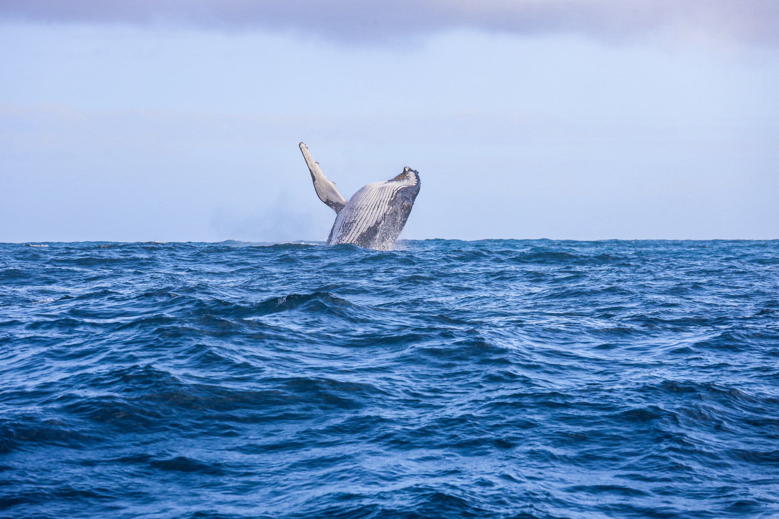 Garden route- Knysna whale watching ---- Reizen naar Zuid Afrika met kinderen_-2.jpg