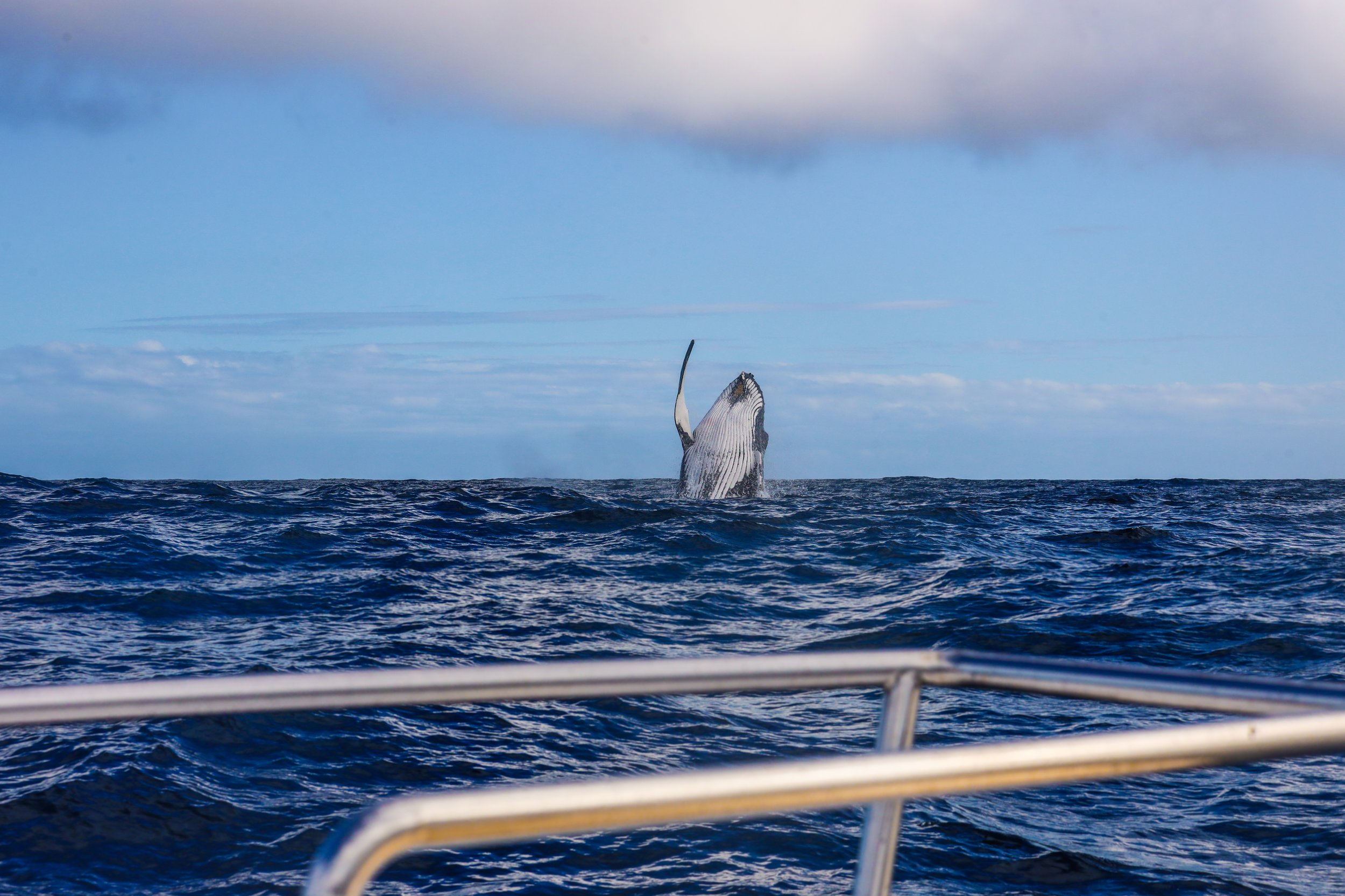 Garden route- Knysna whale watching ---- Reizen naar Zuid Afrika met kinderen_-14.jpg