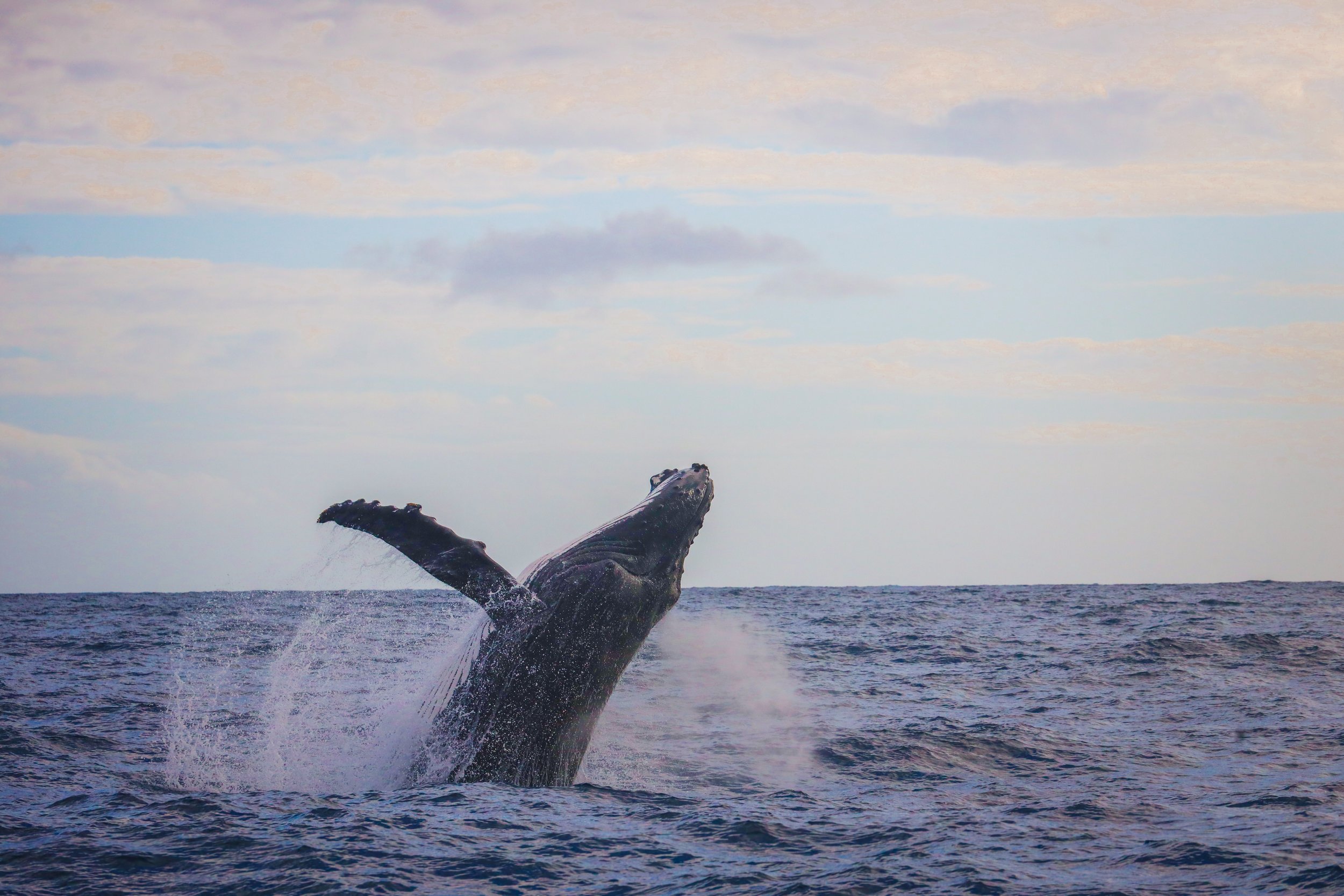 Garden route- Knysna whale watching ---- Reizen naar Zuid Afrika met kinderen_-52.jpg