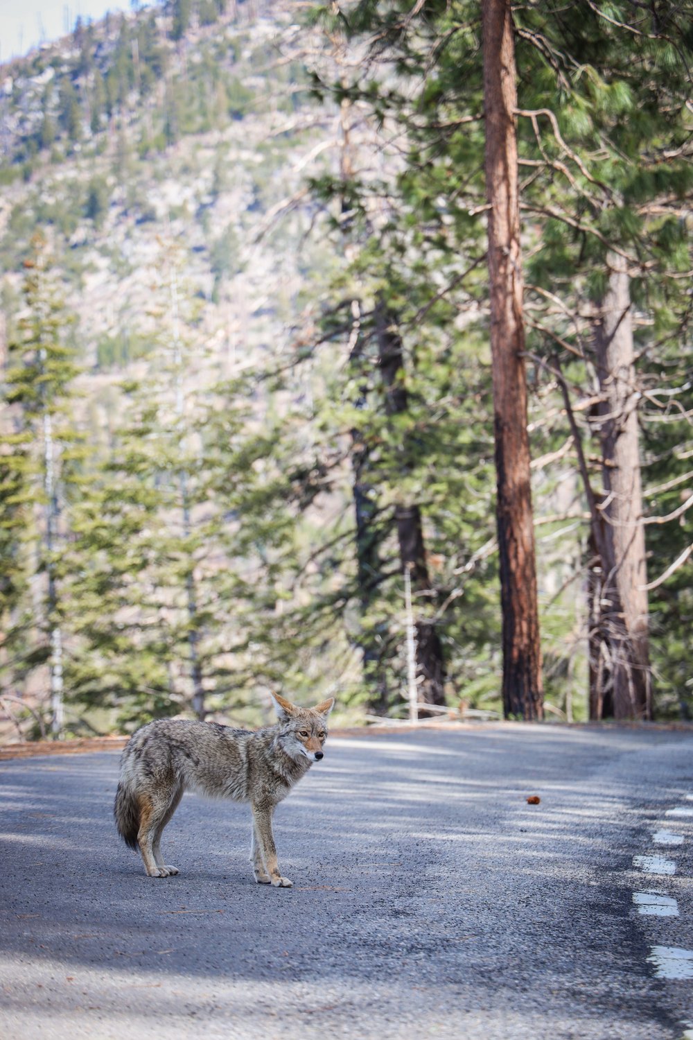 reizen naar West Kust USA - Yosemite.jpg