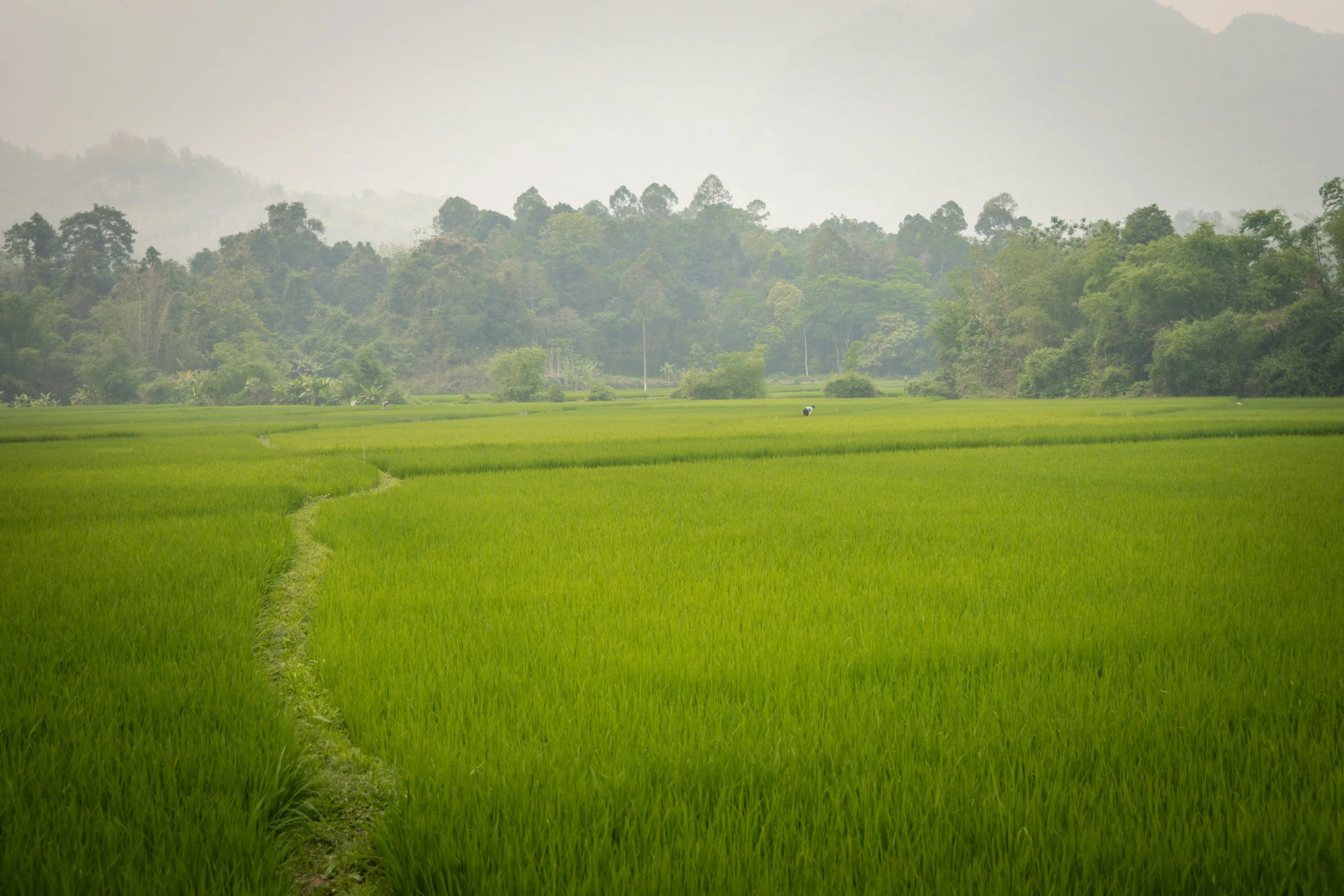 Vietnam_Koning Aap-554.jpg
