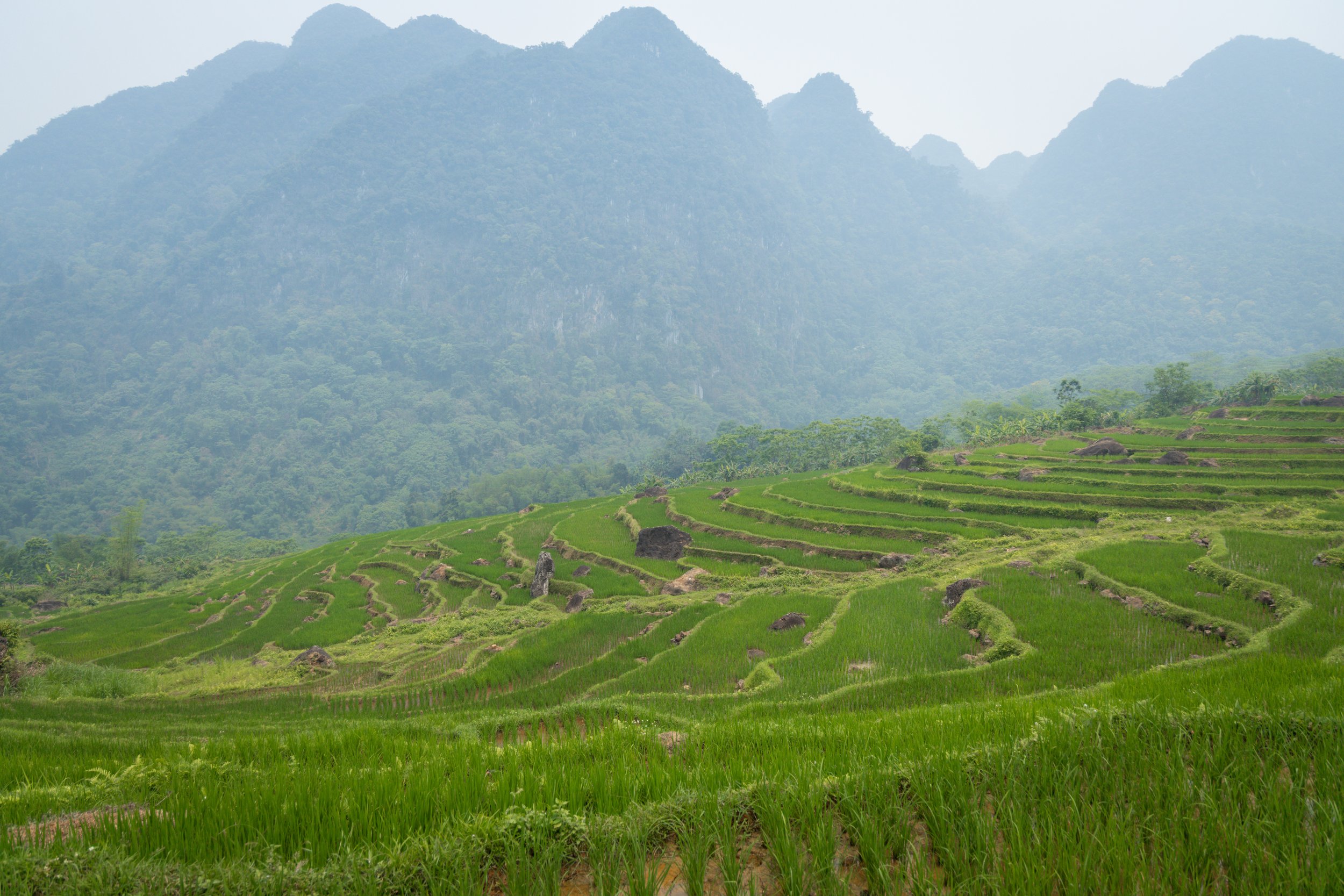 Vietnam_Koning Aap-662.jpg