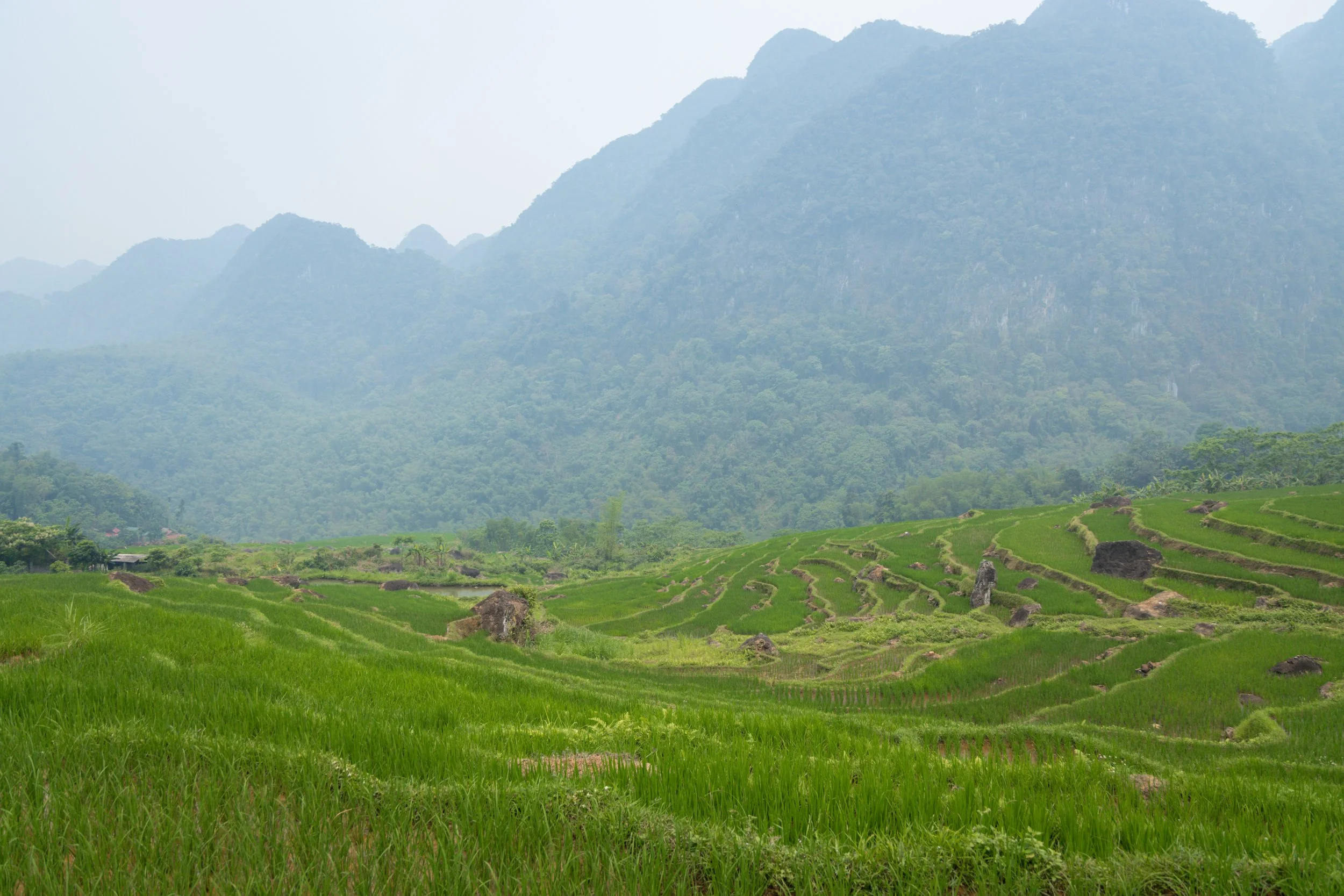 Vietnam_Koning Aap-663.jpg
