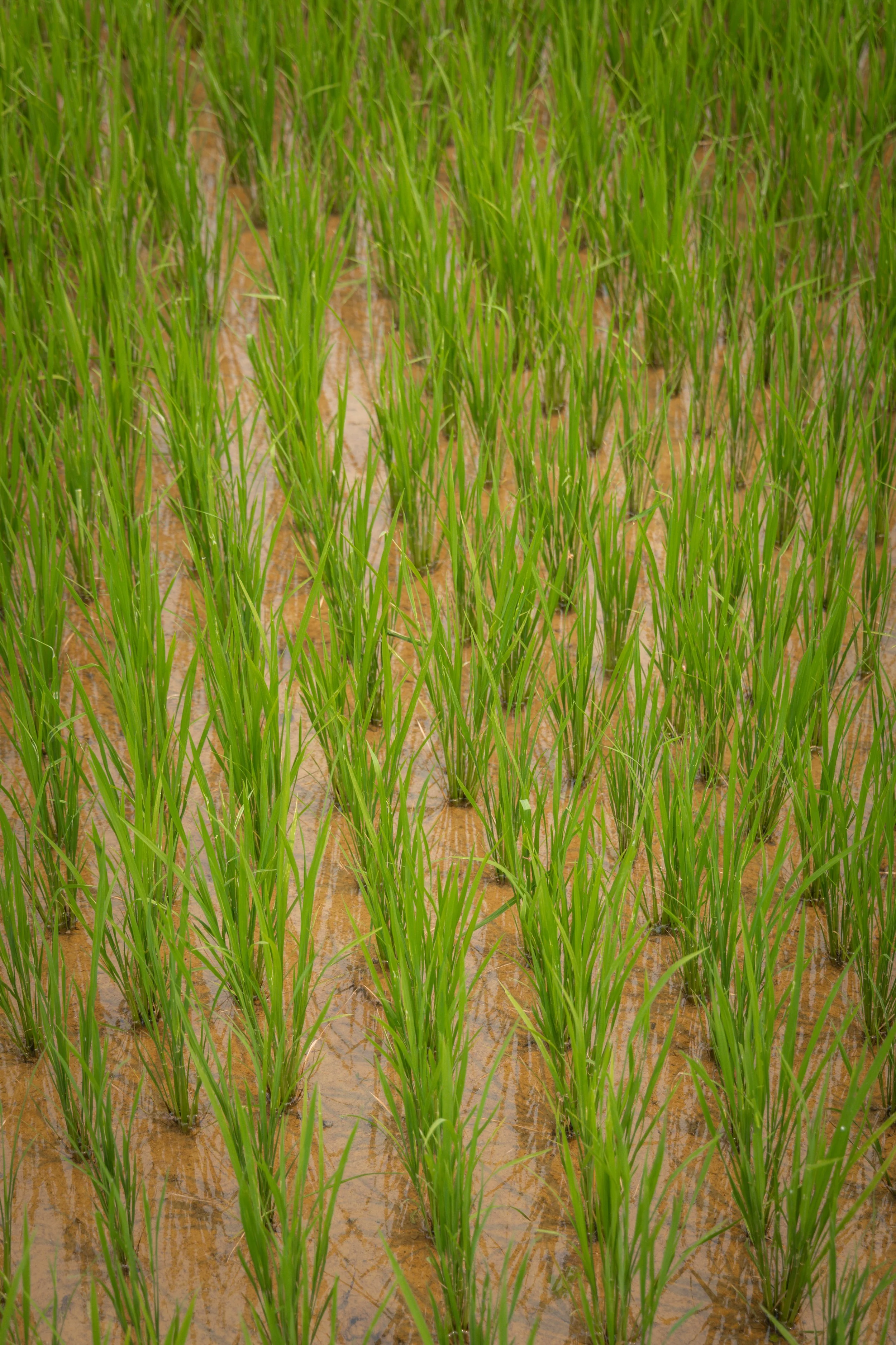 Vietnam_Koning Aap-665.jpg