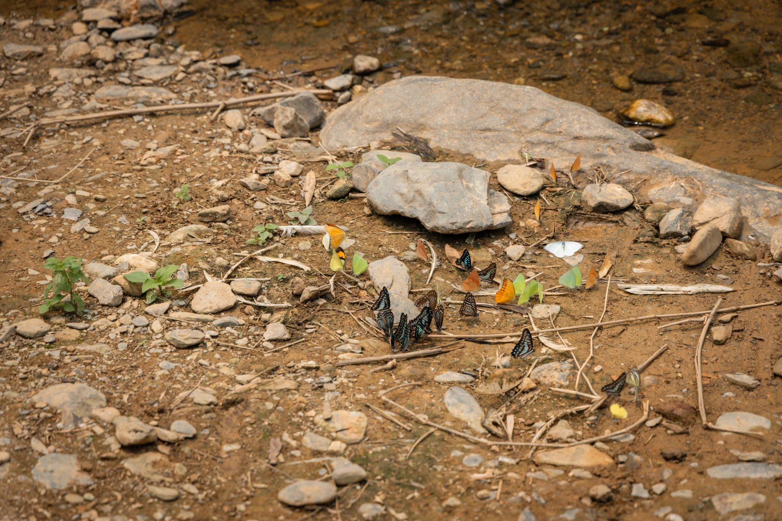 Vietnam_Koning Aap-668.jpg
