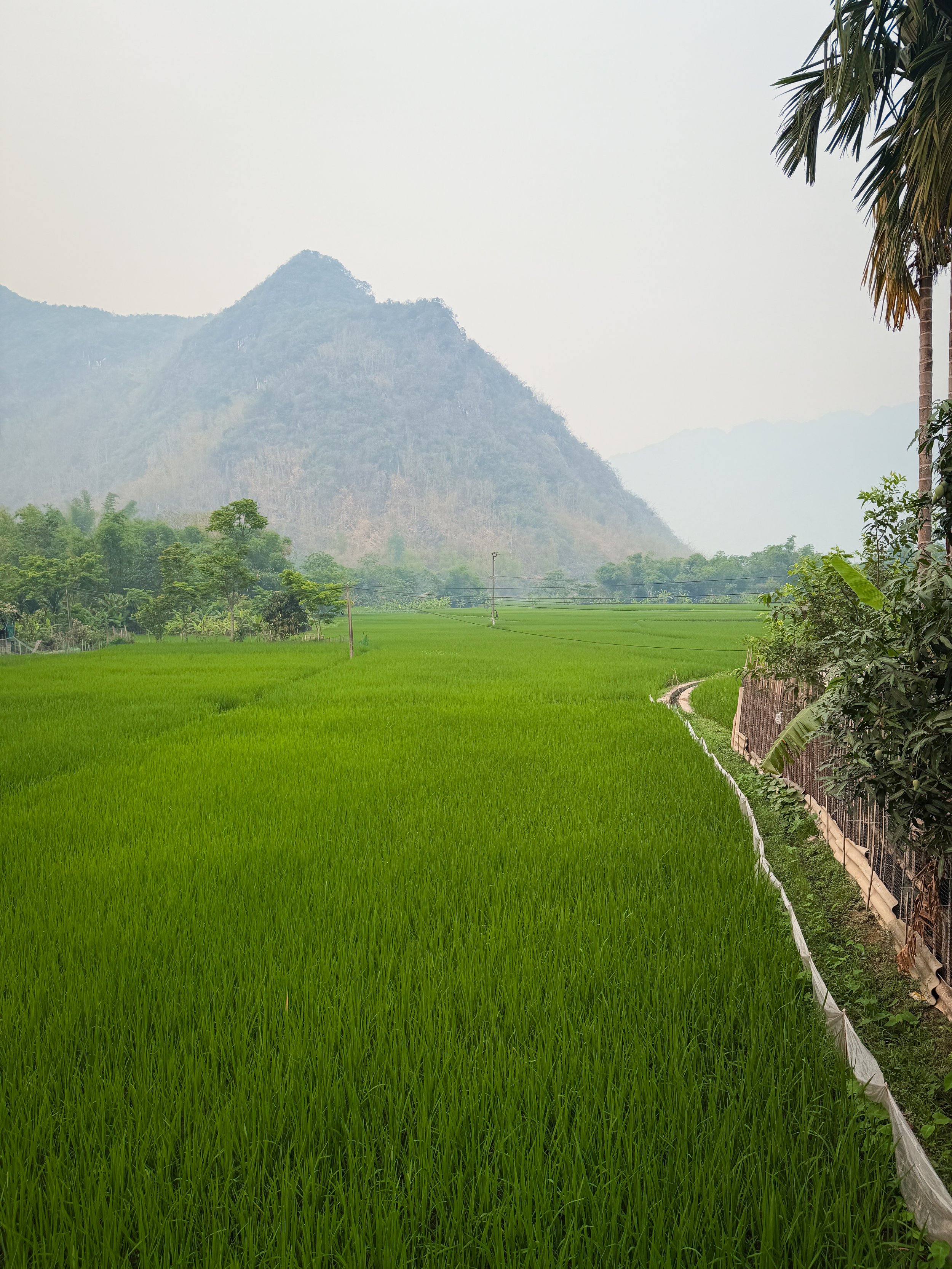 Vietnam_Koning Aap_IP-173.jpg